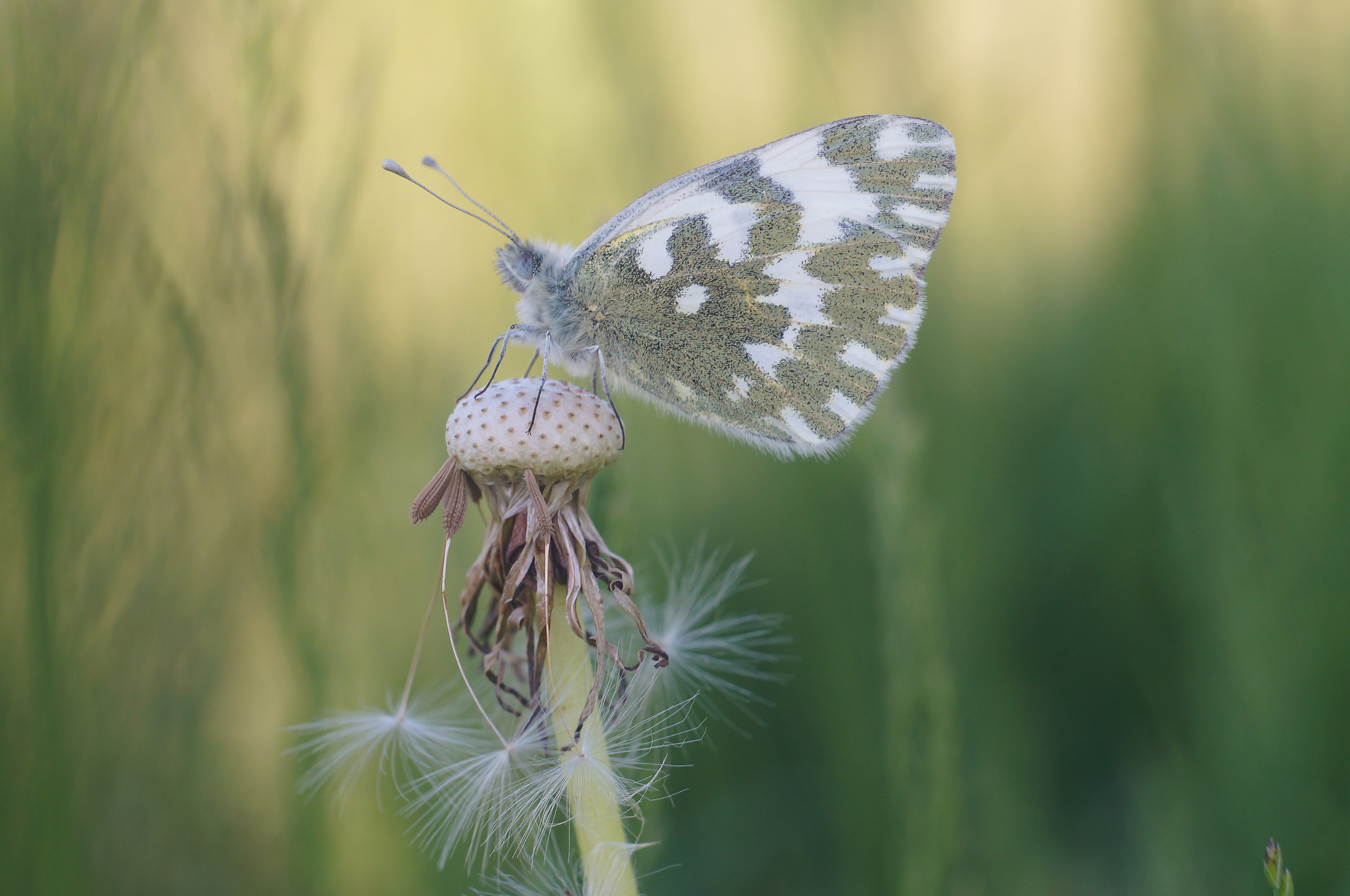 La pontia al calar del sole