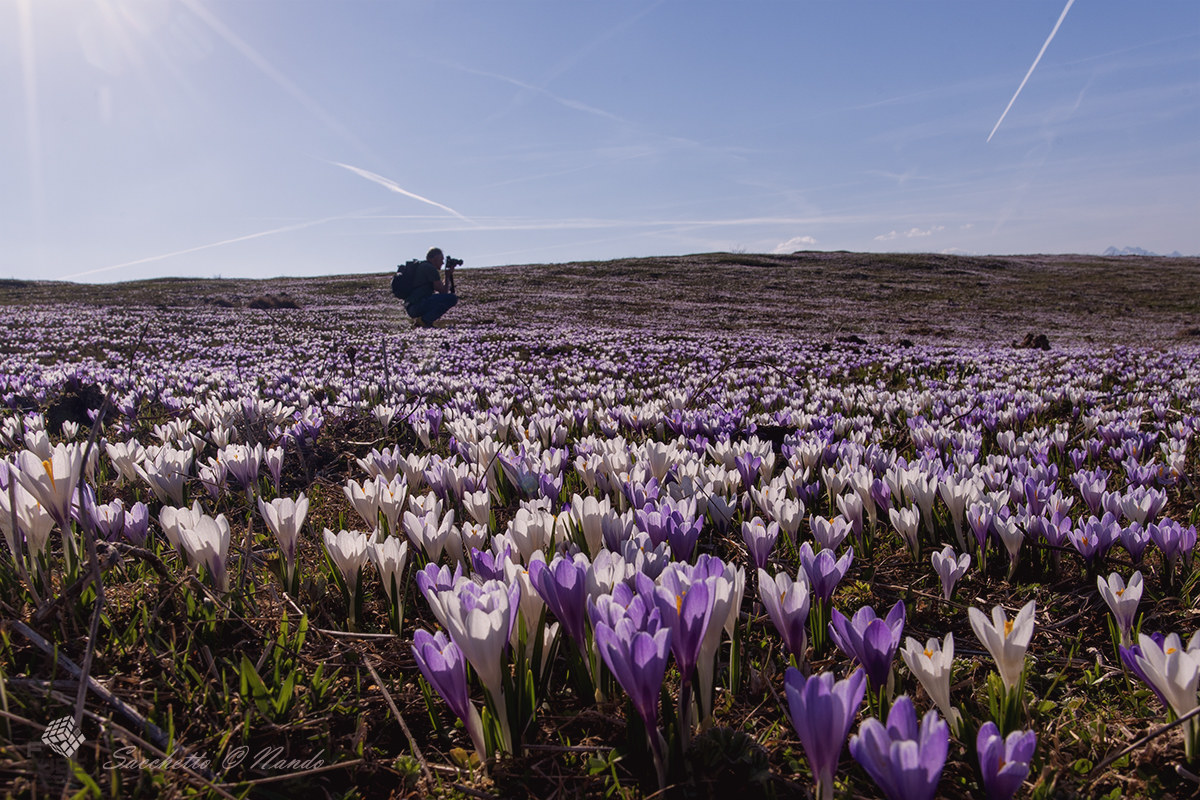 crocus on monte avena (bl)
