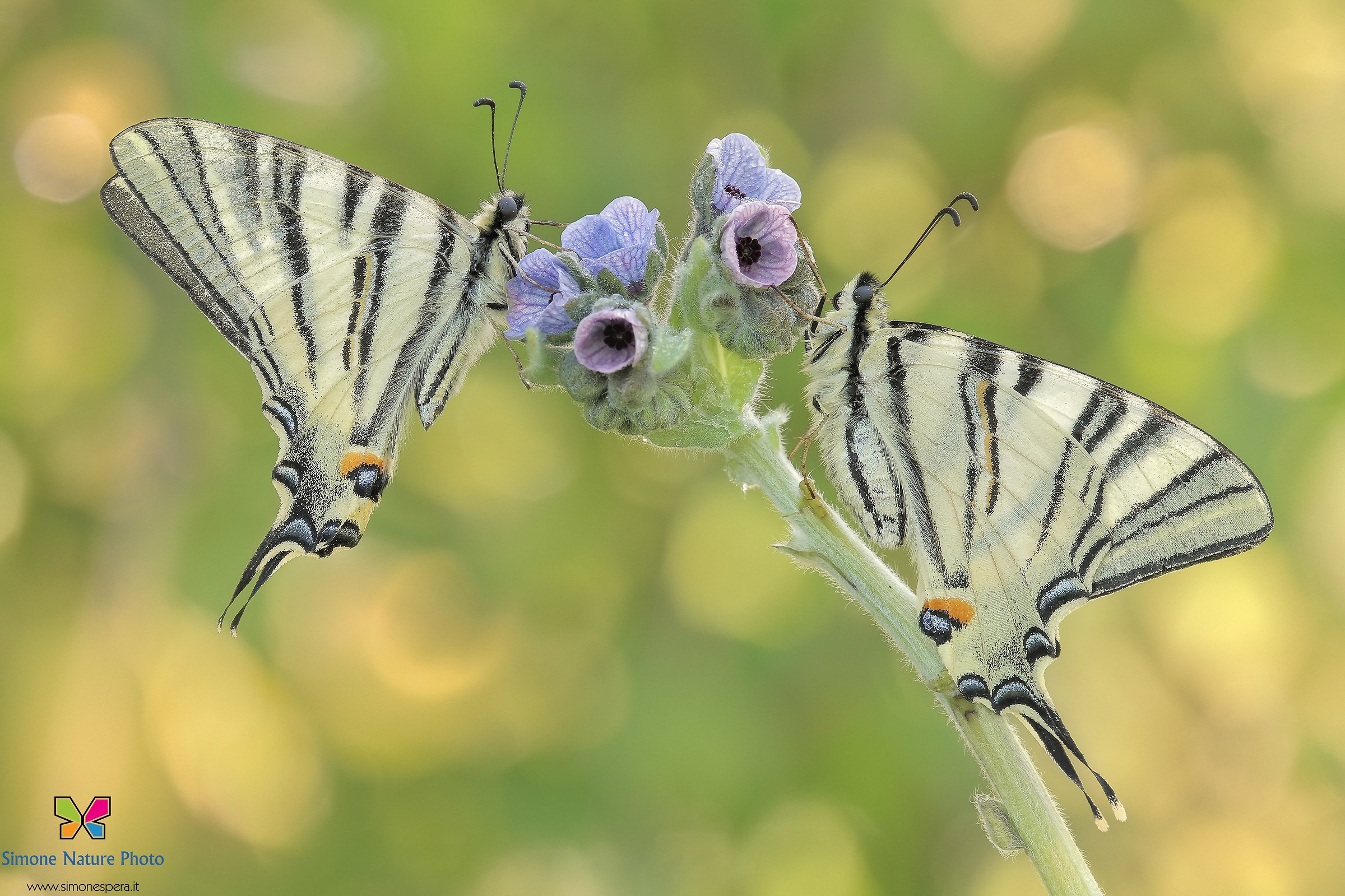 Iphiclides podalirius ²