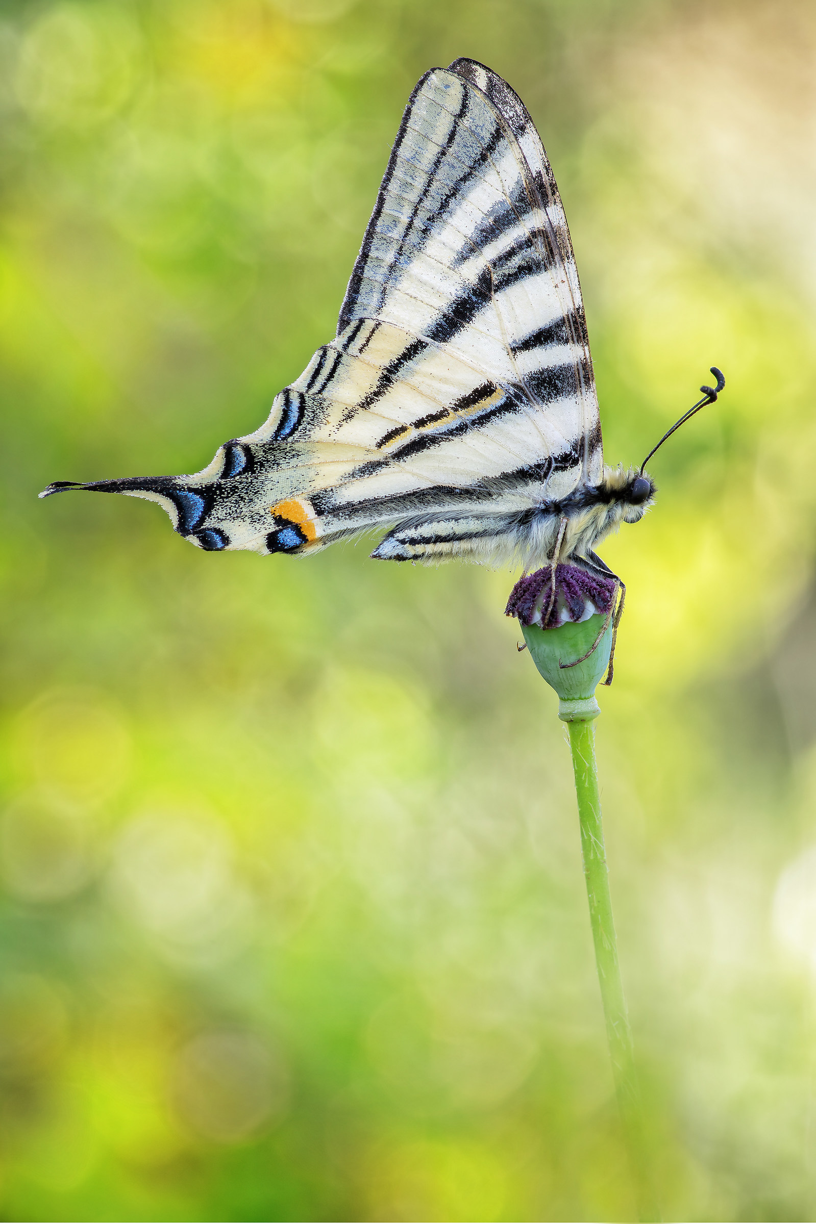 Iphiclides podalirius (Linnaeus, 1758)