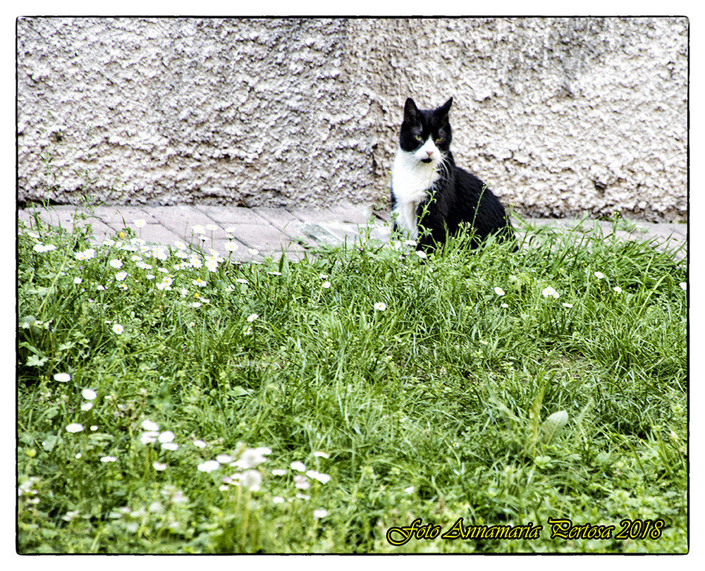 Anacleto, gatto geloso