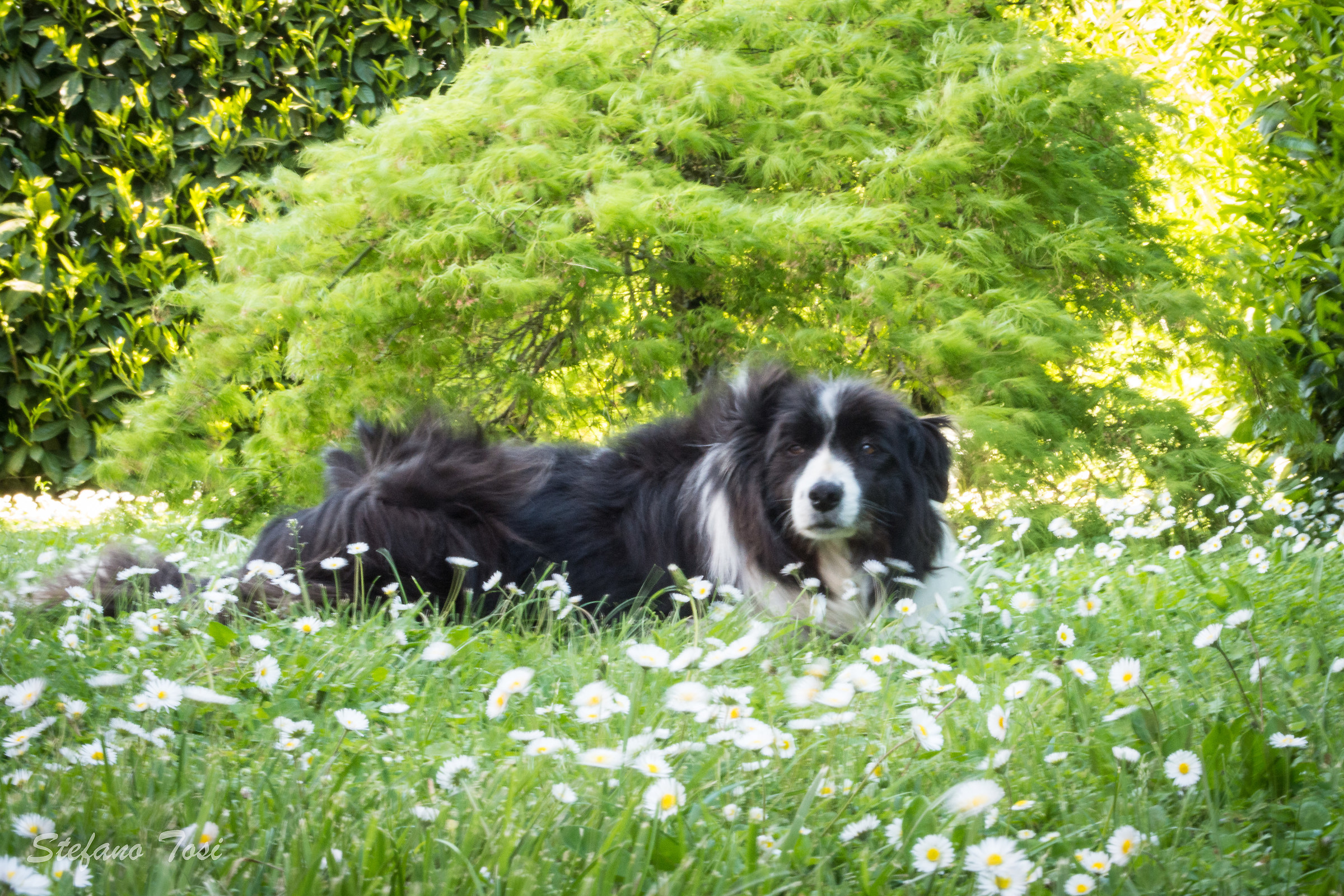 Blessed among the daisies