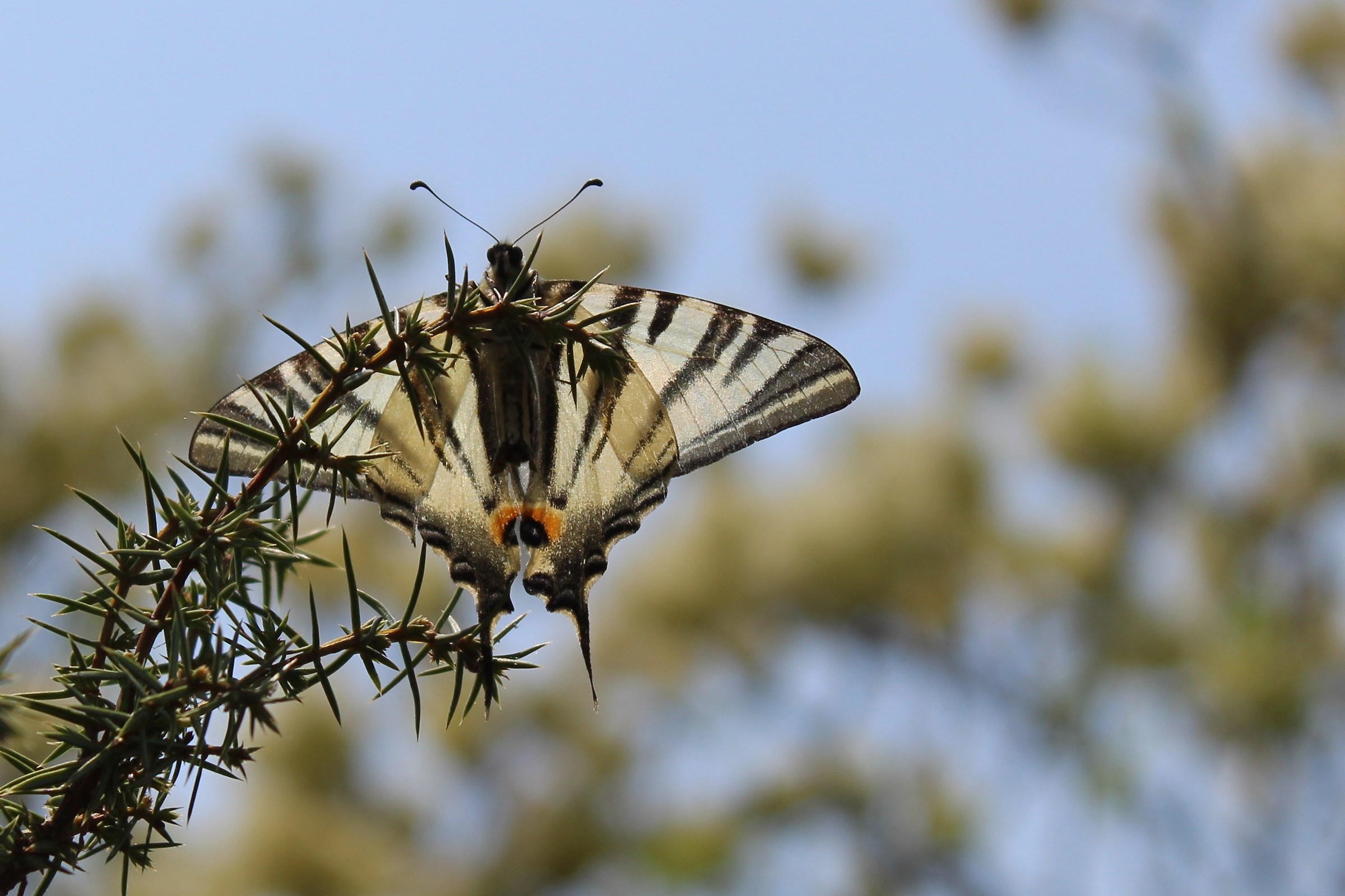 Iphiclides podalirius