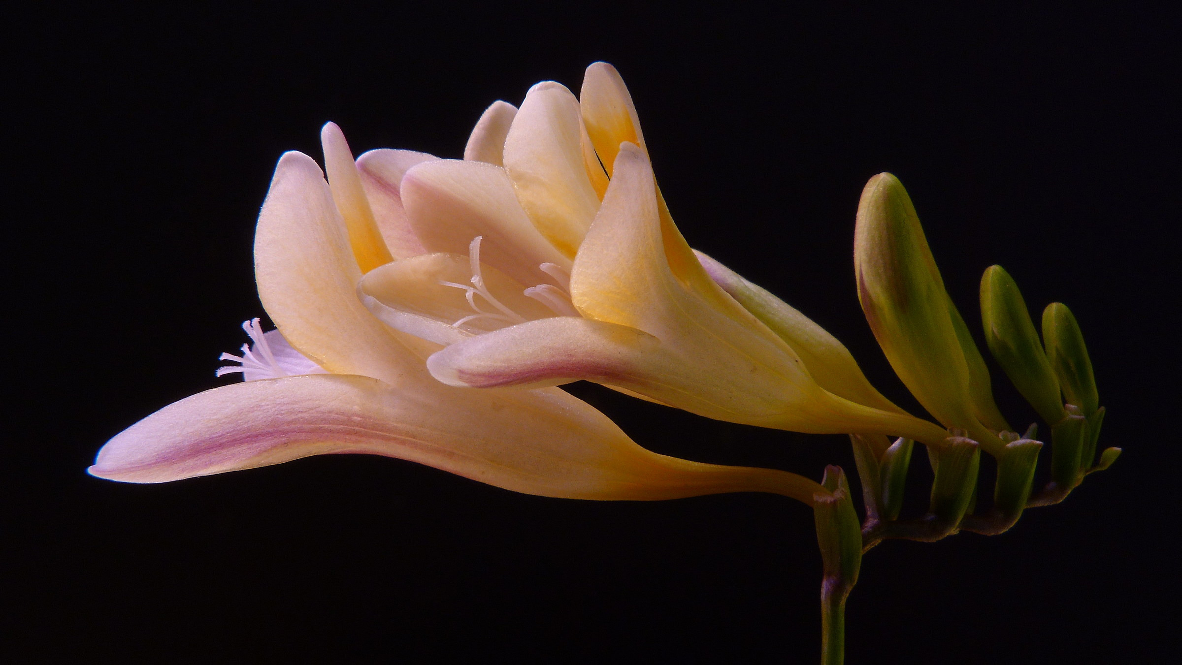 Freesia.