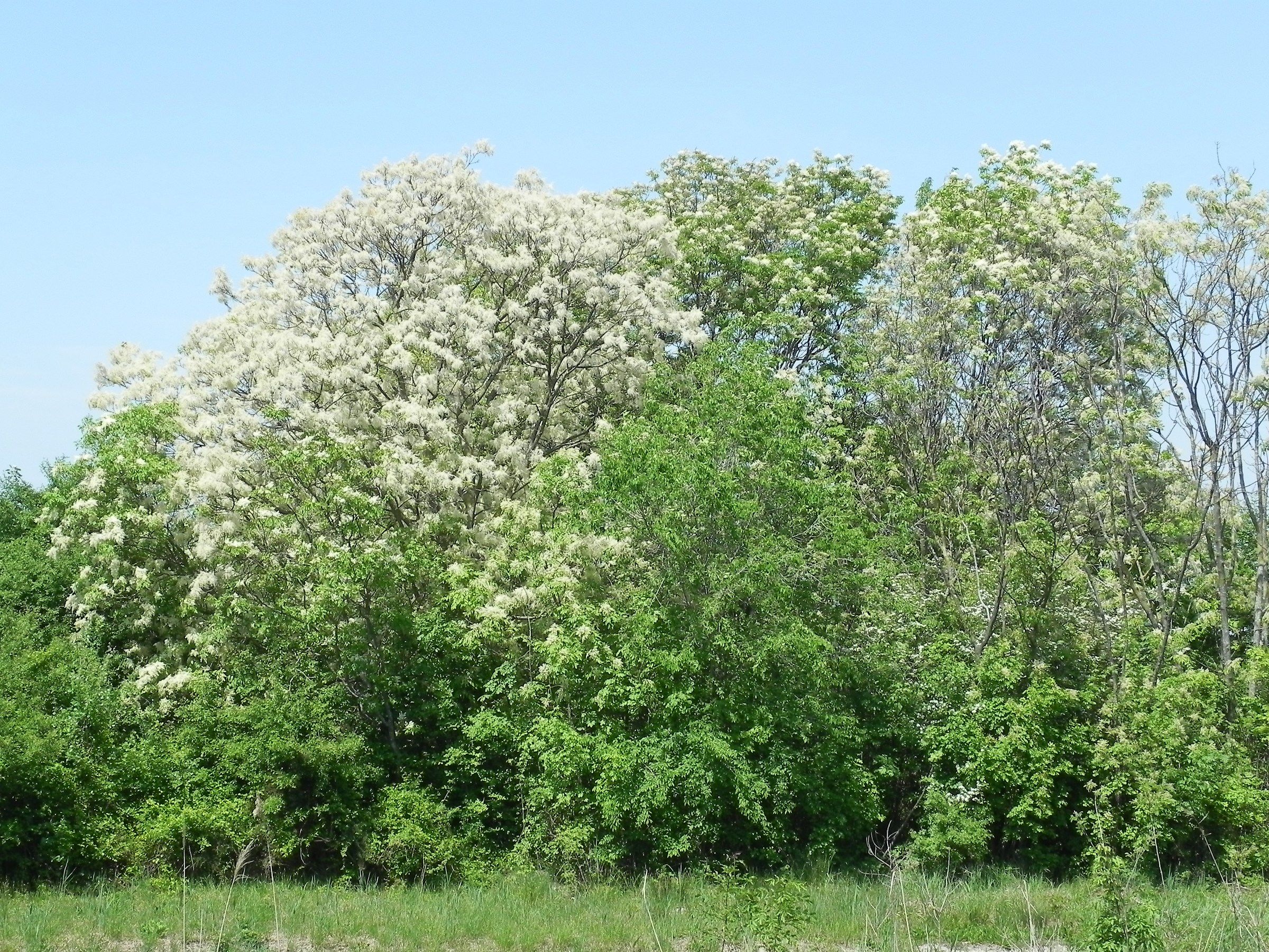 Flowering ash