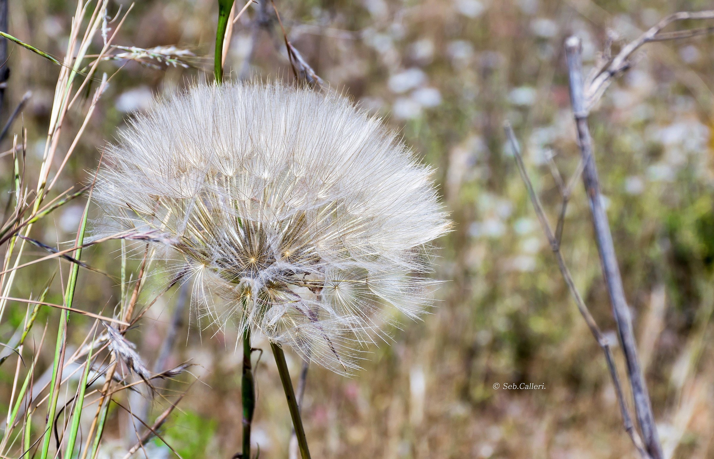 Il pon pon della vita...