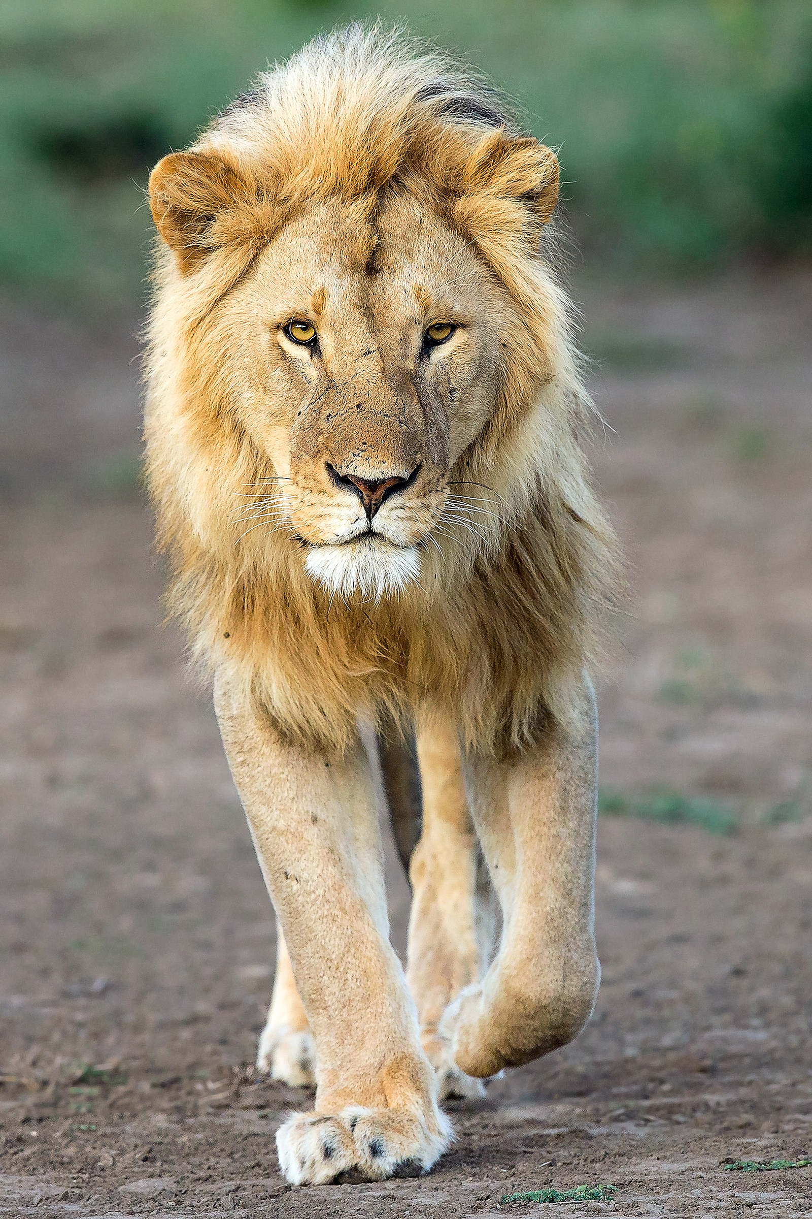 Panthera leo