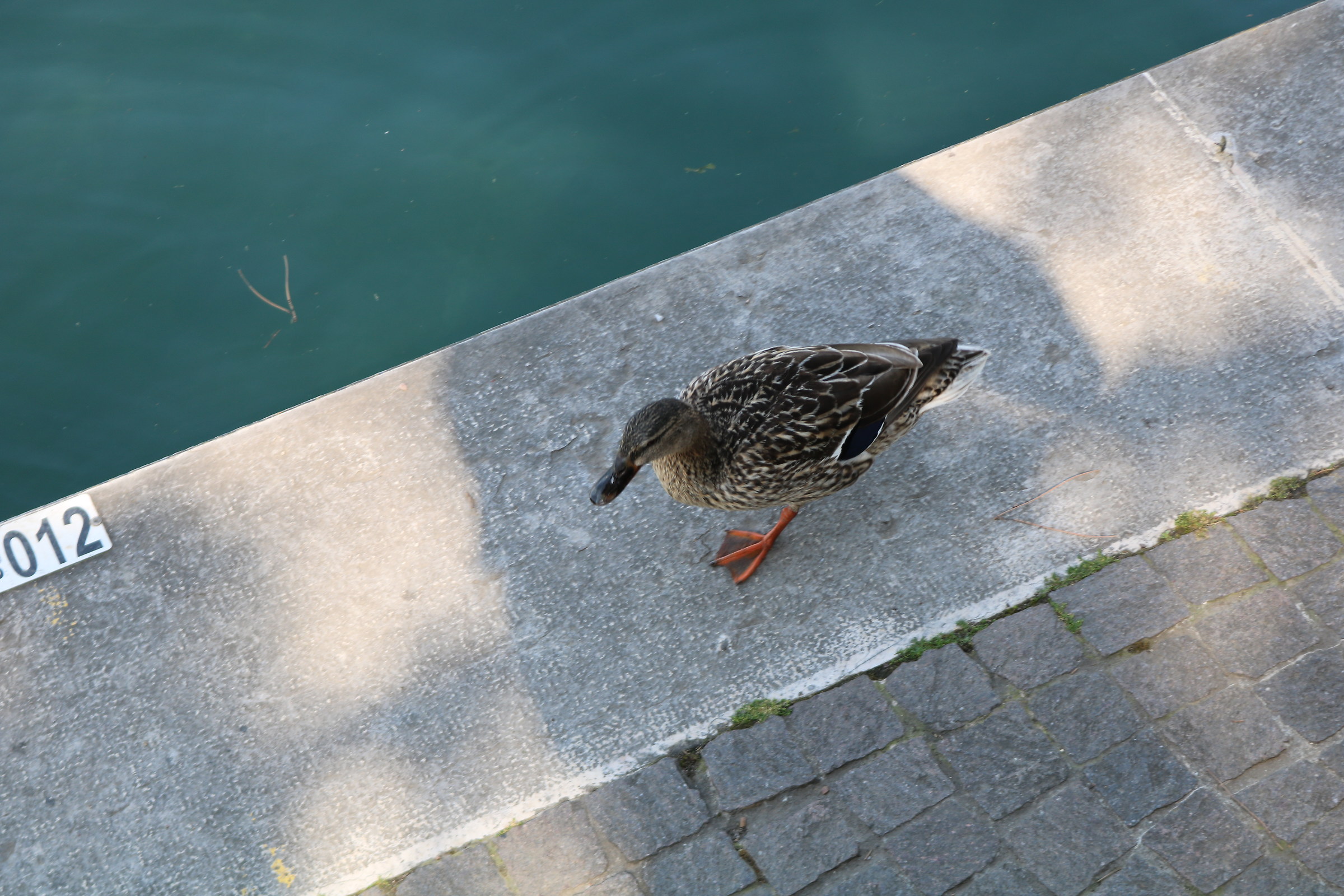 the Duck Lake runner of peschiera d/g