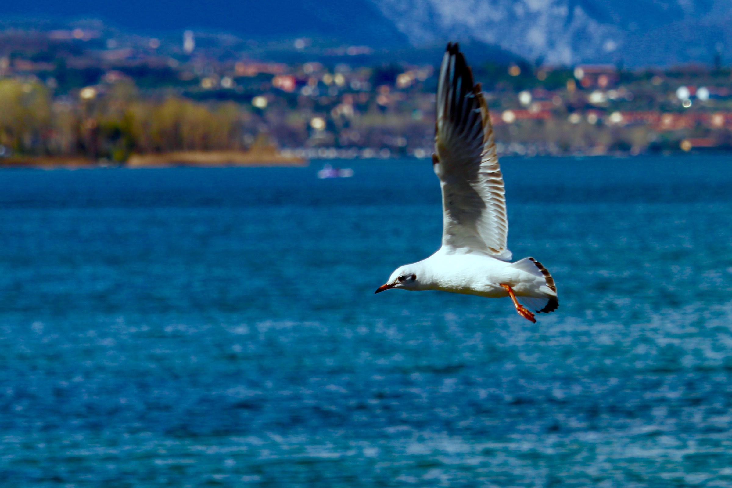 Gabbiano a Desenzano