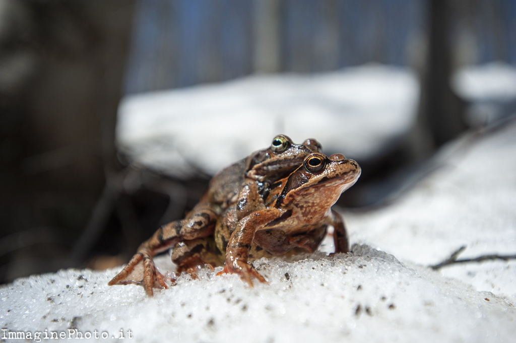 Common frog in accoppiemanto