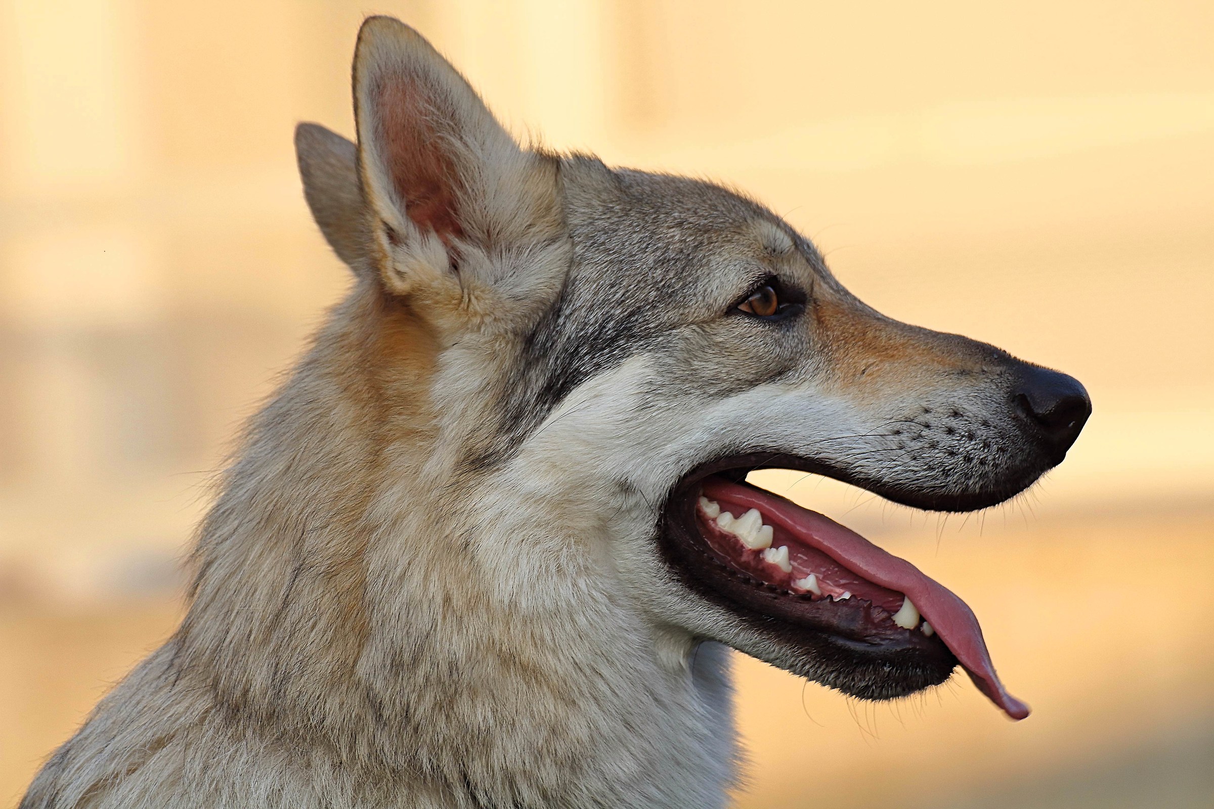 Kyra..Lupo cecoslovacco