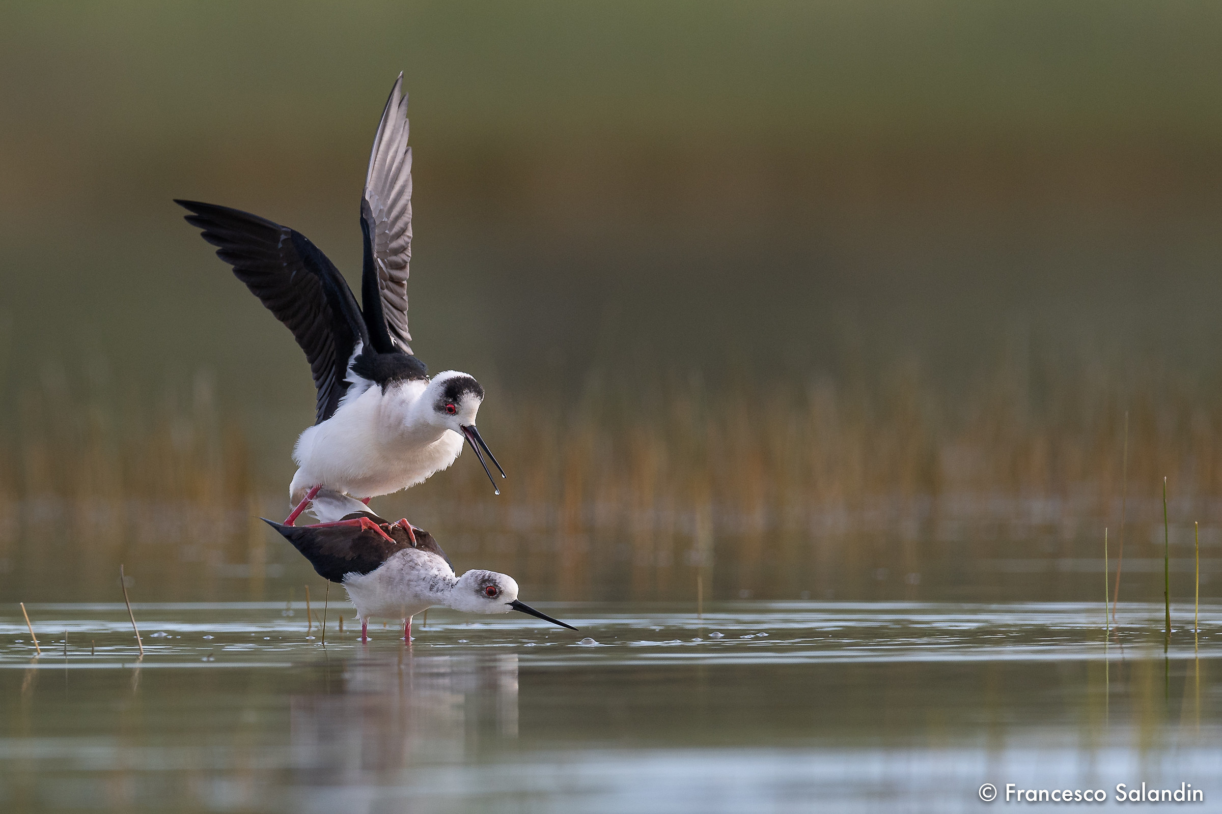 Knights of Italy (Breeding season)