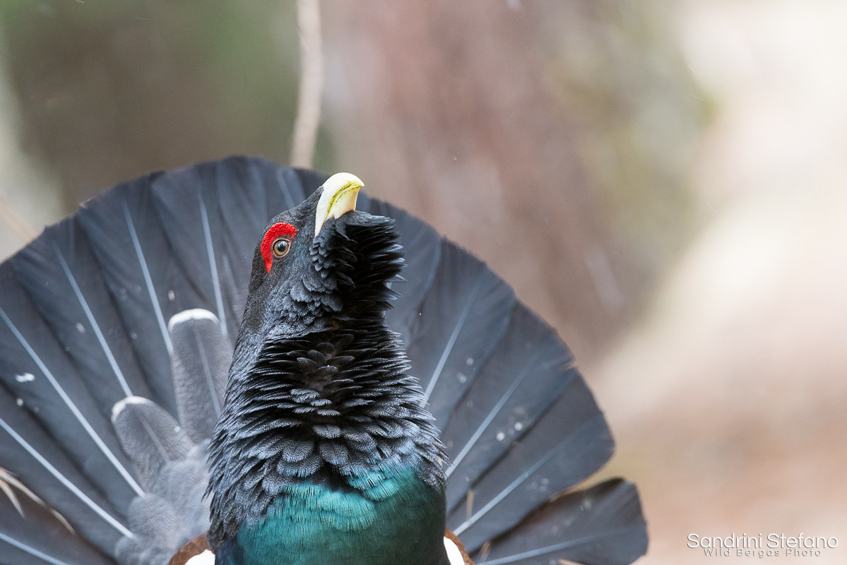 Capercaillie