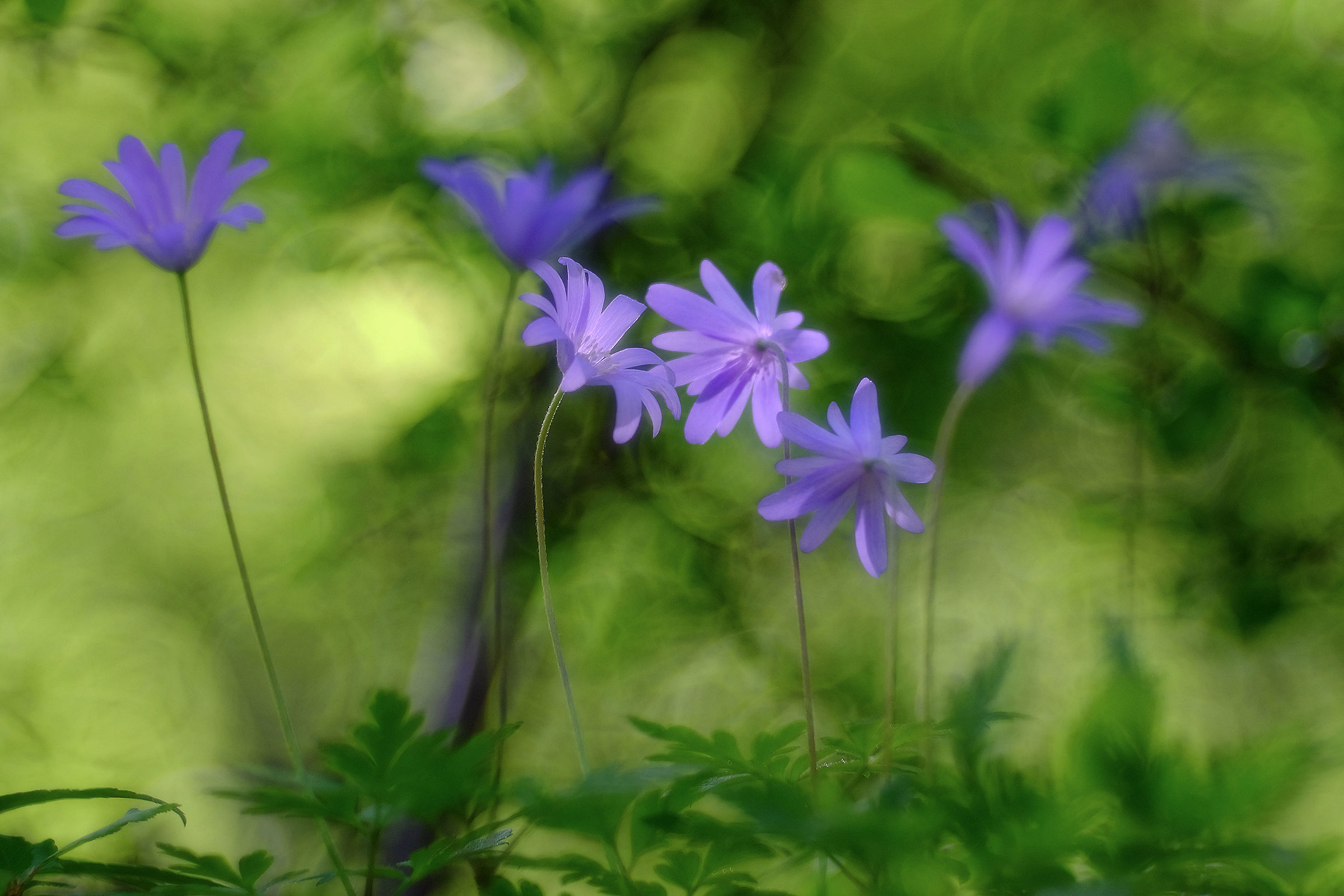 Dance of the flowers
