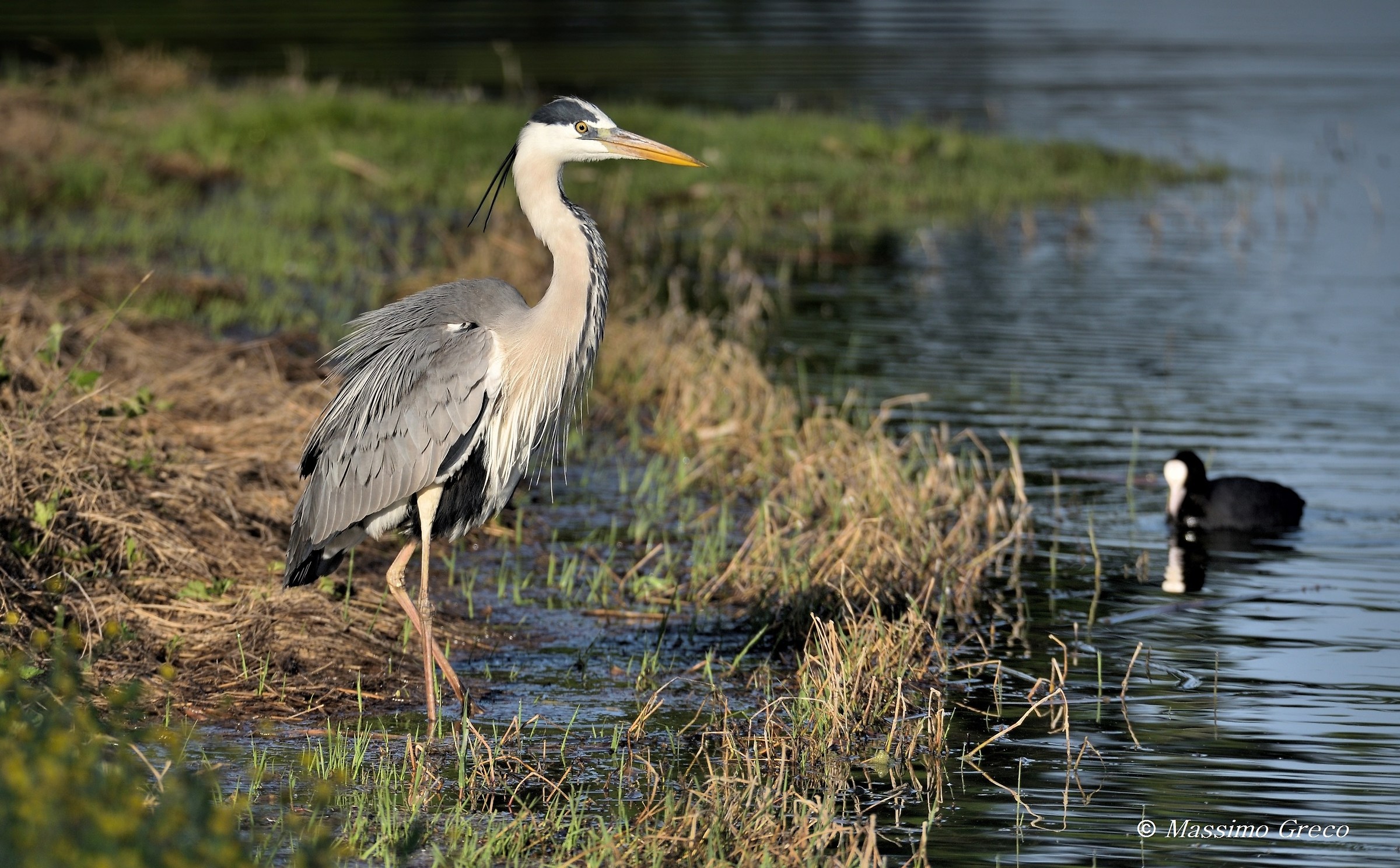 Grey heron