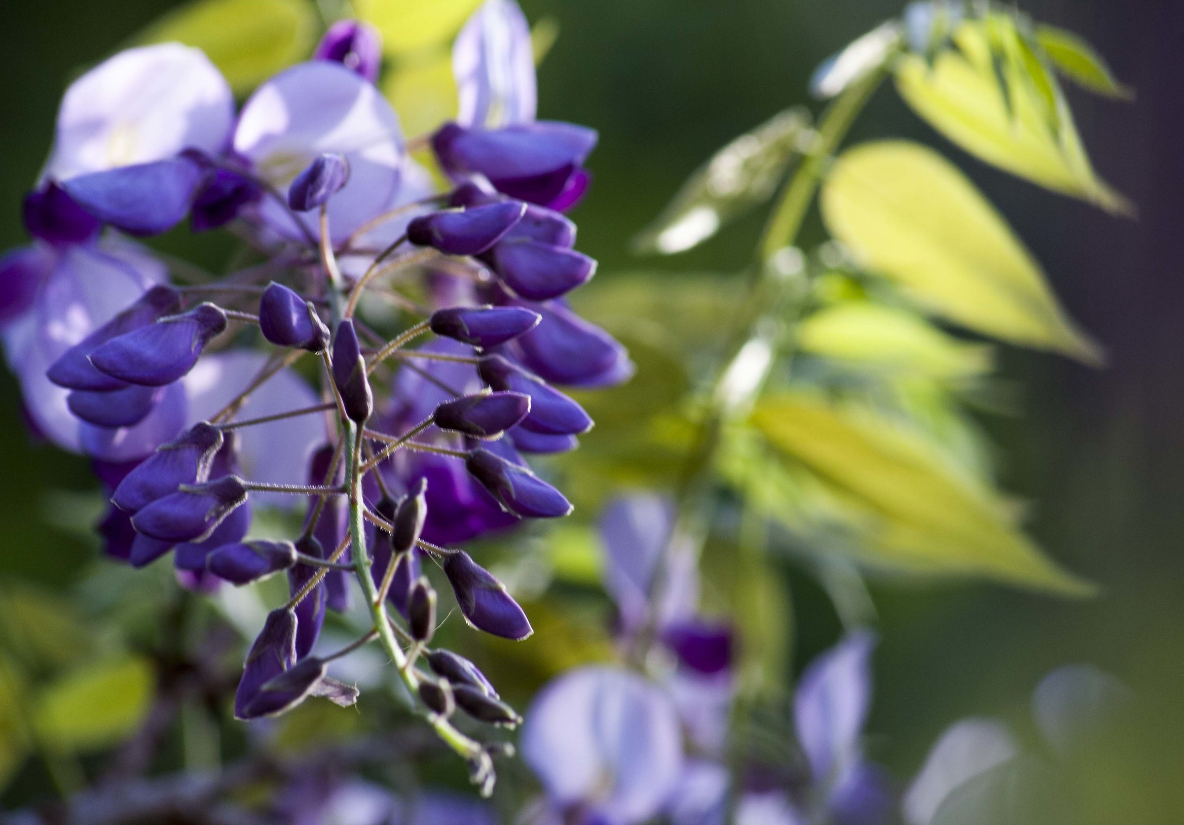 Wisteria