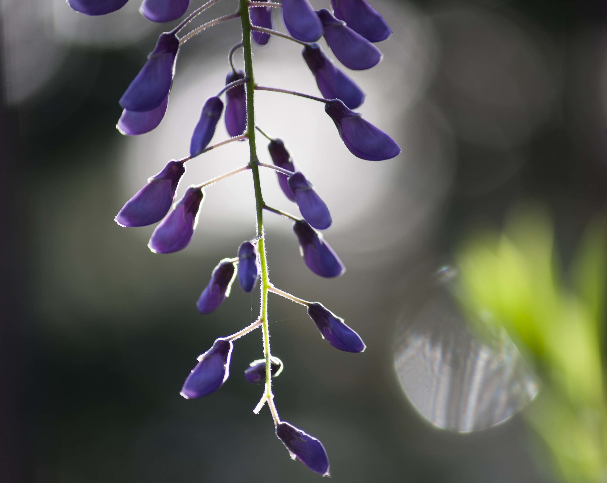 Wisteria