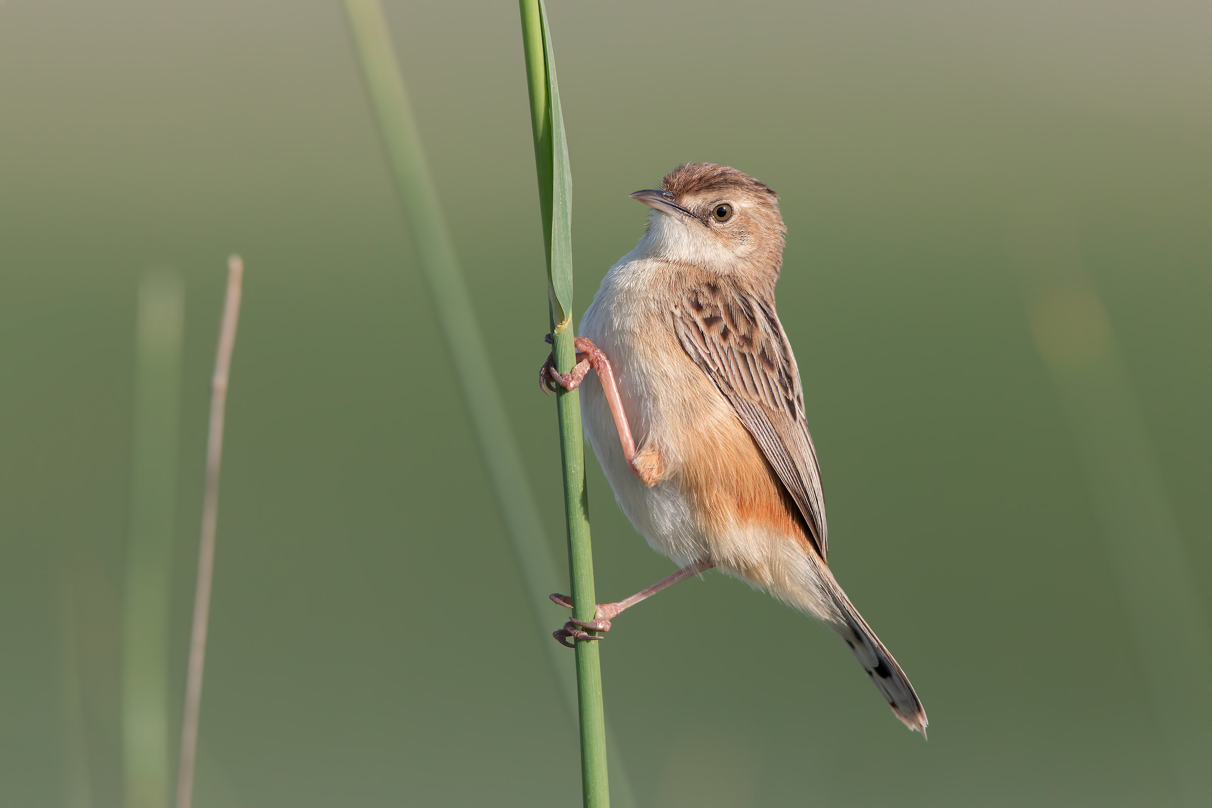 Fan-tailed Warbler at last light