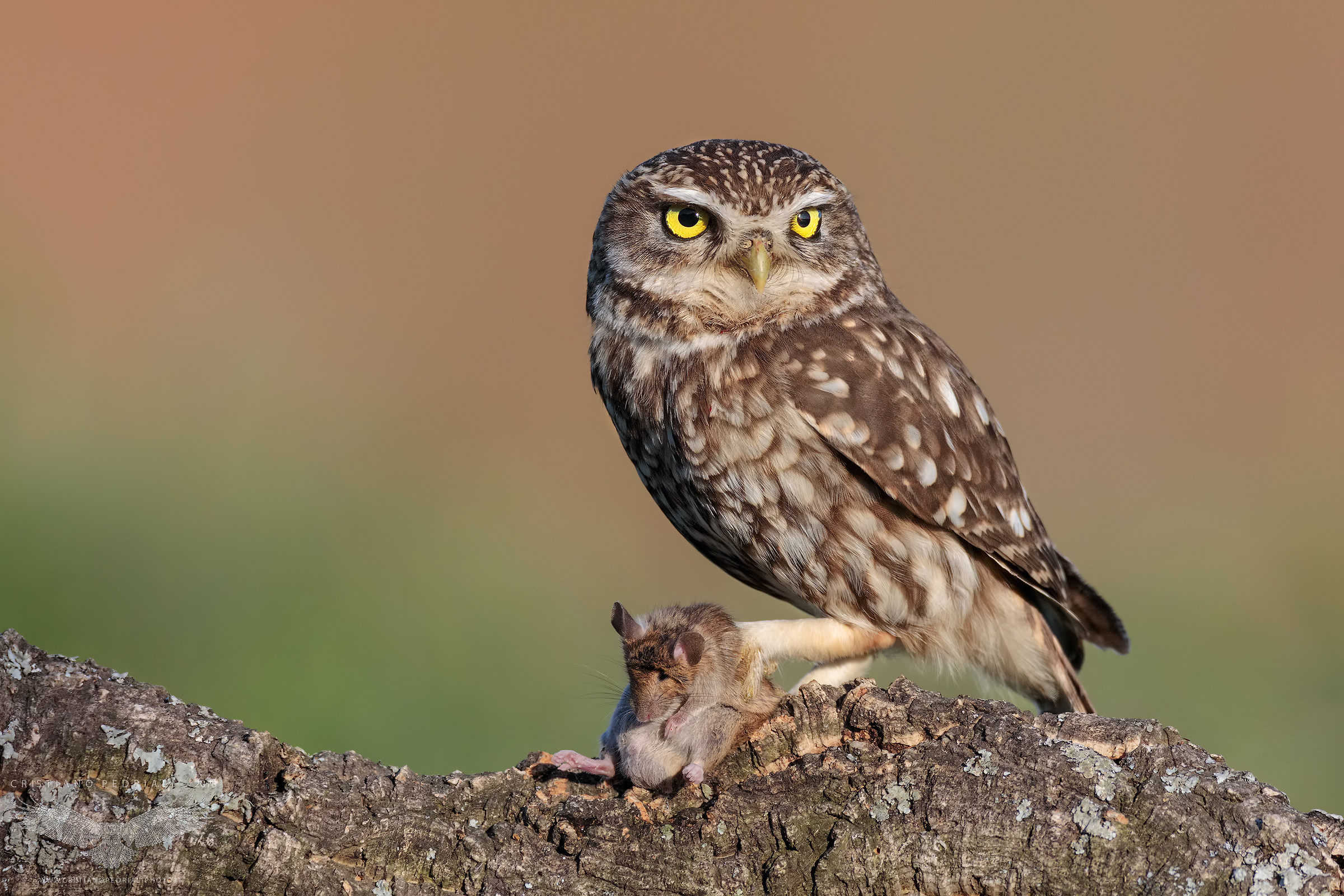 Caccia al crepuscolo...