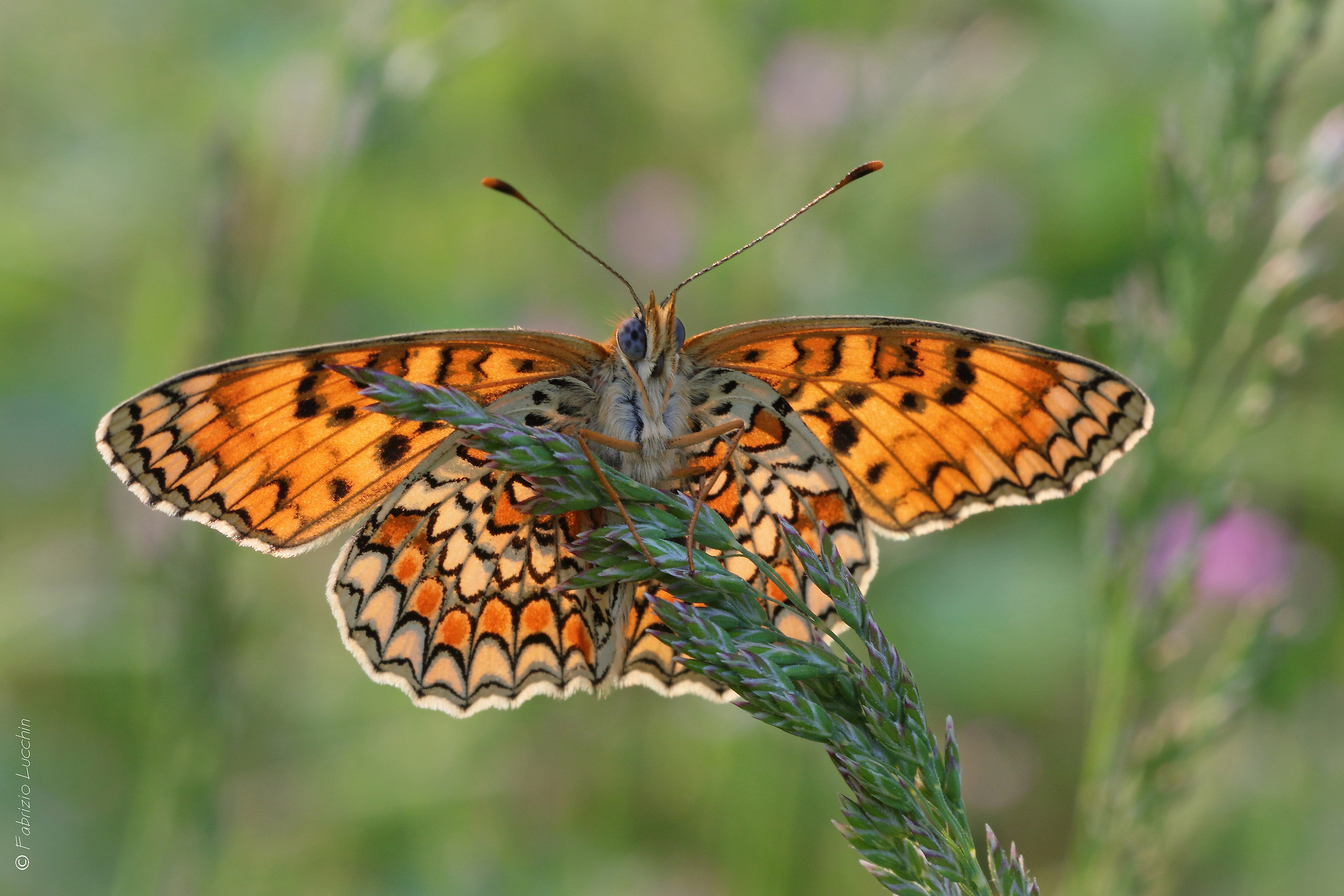 Melitaea phoebe