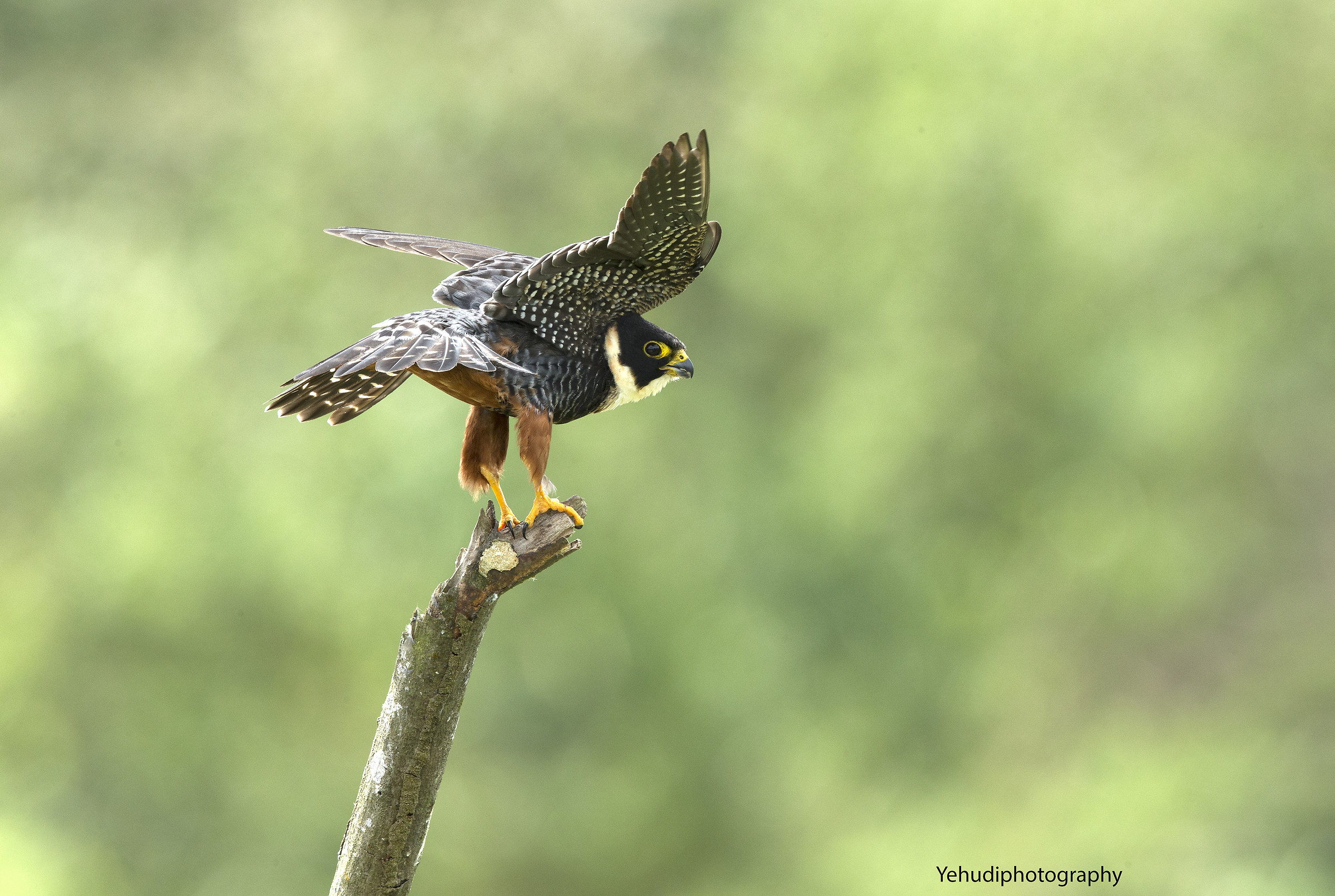 Falco dei pipistrelli