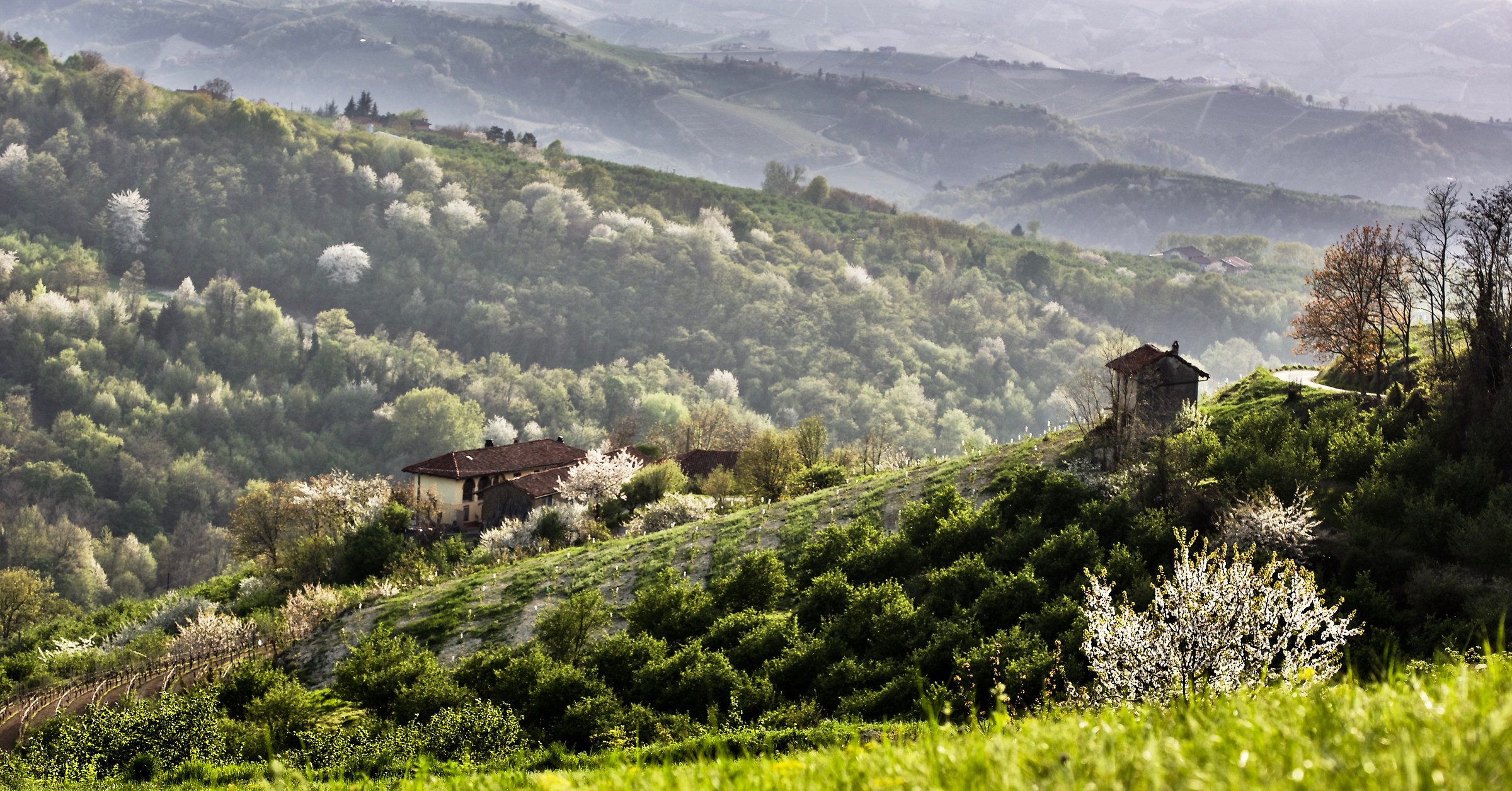 Collina delle Borine