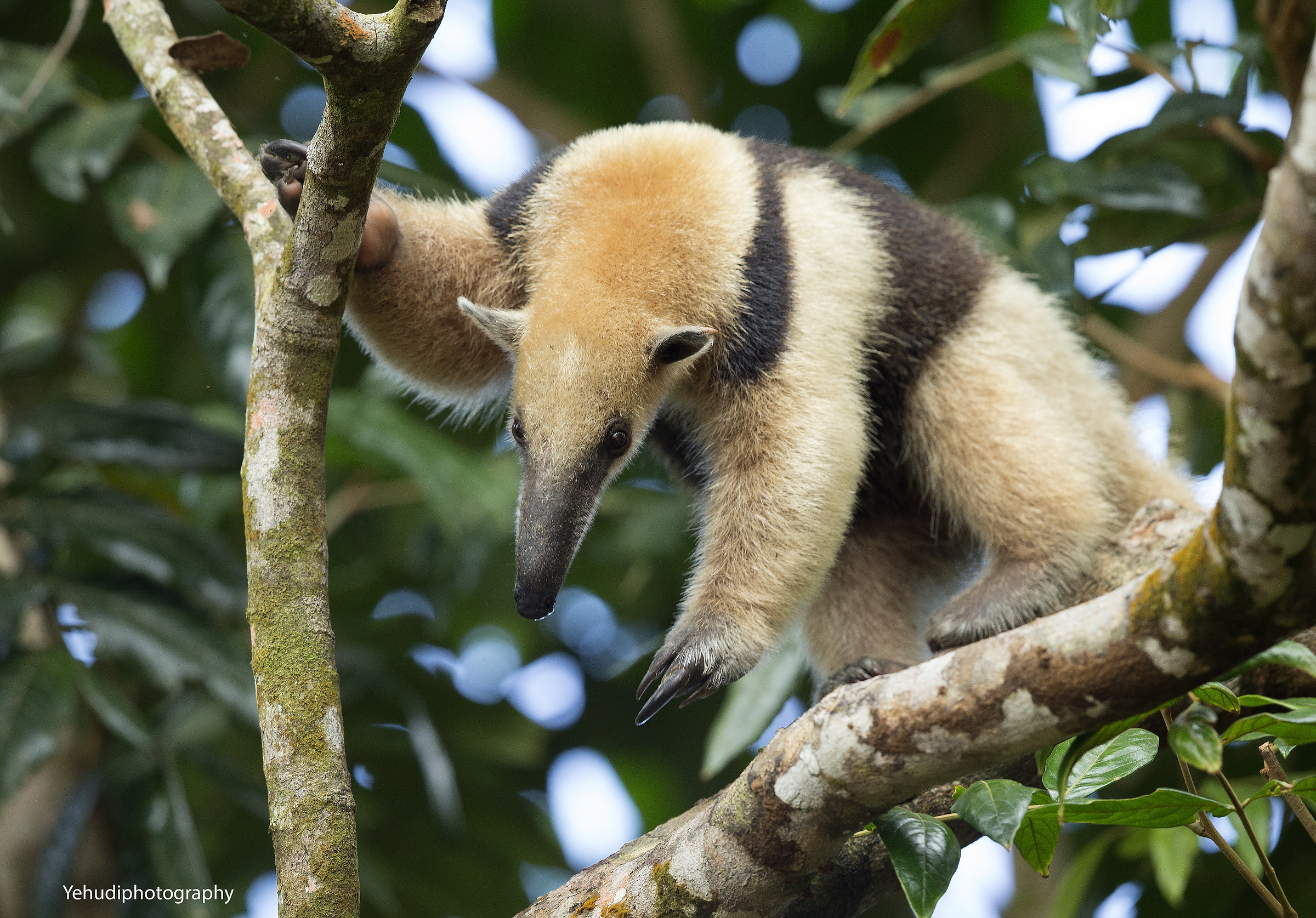 Tamandua (formichiere)