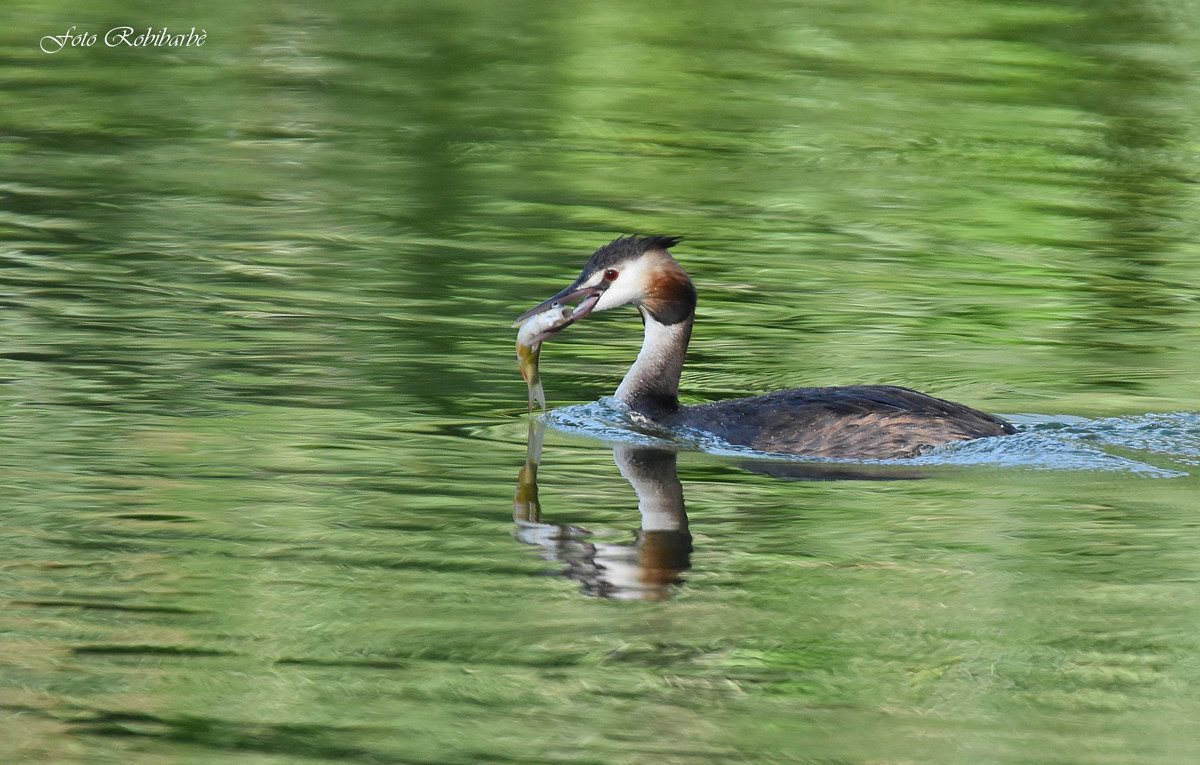 Grebe fisherman ...