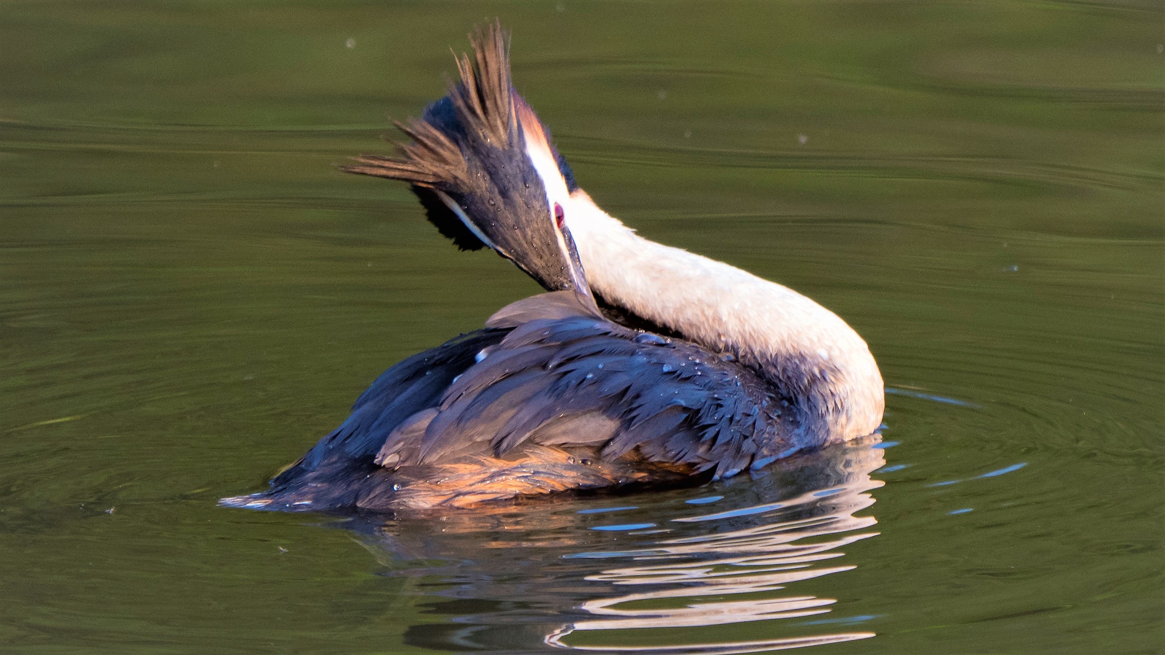 Grebe vain