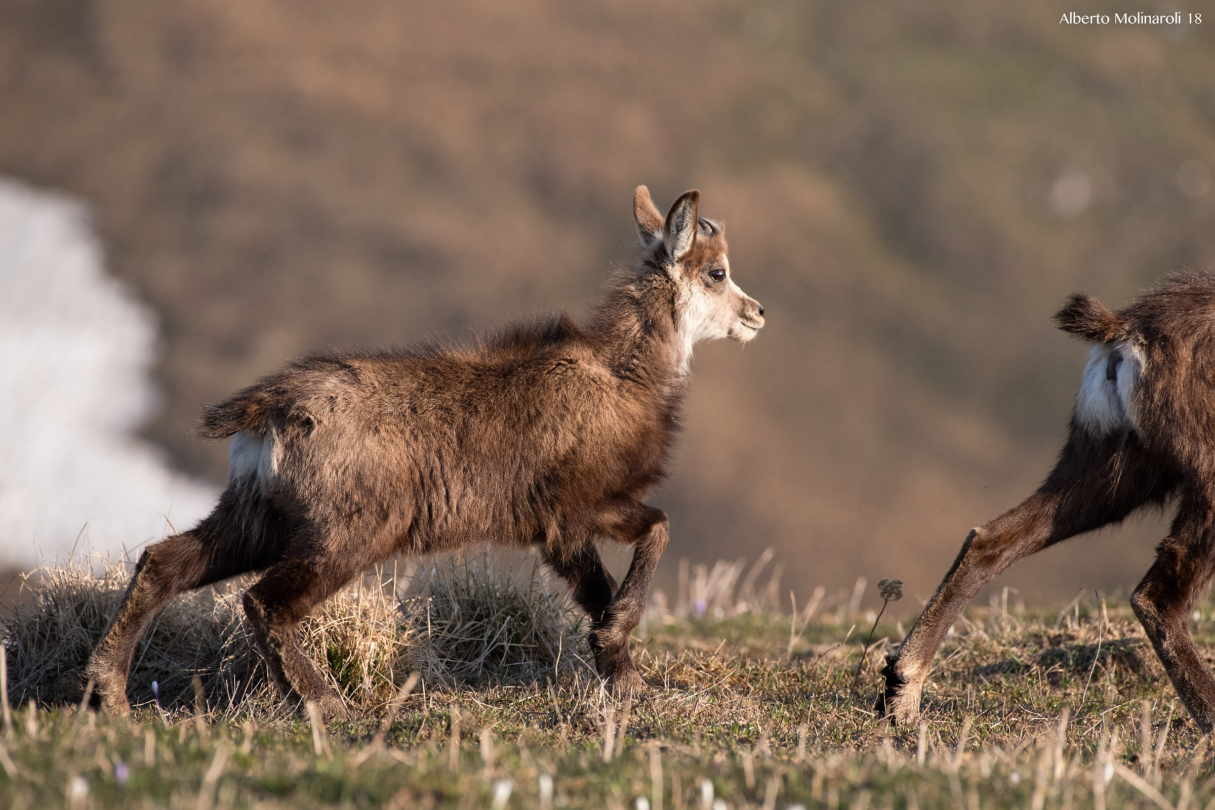 Giovani camosci crescono