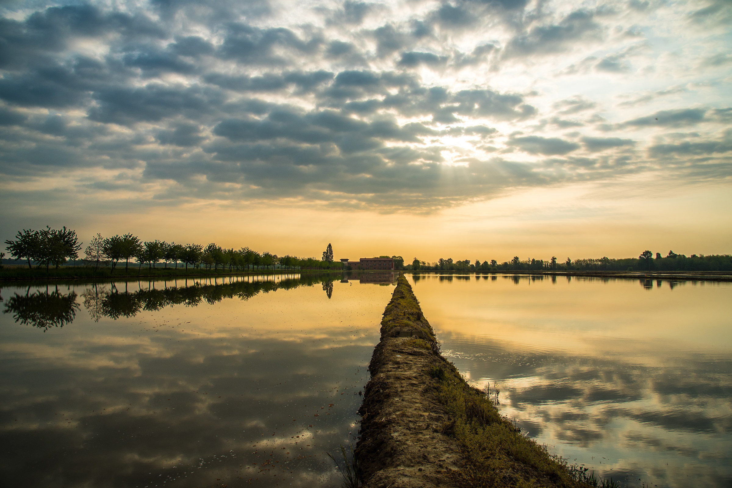 awakening in paddy field
