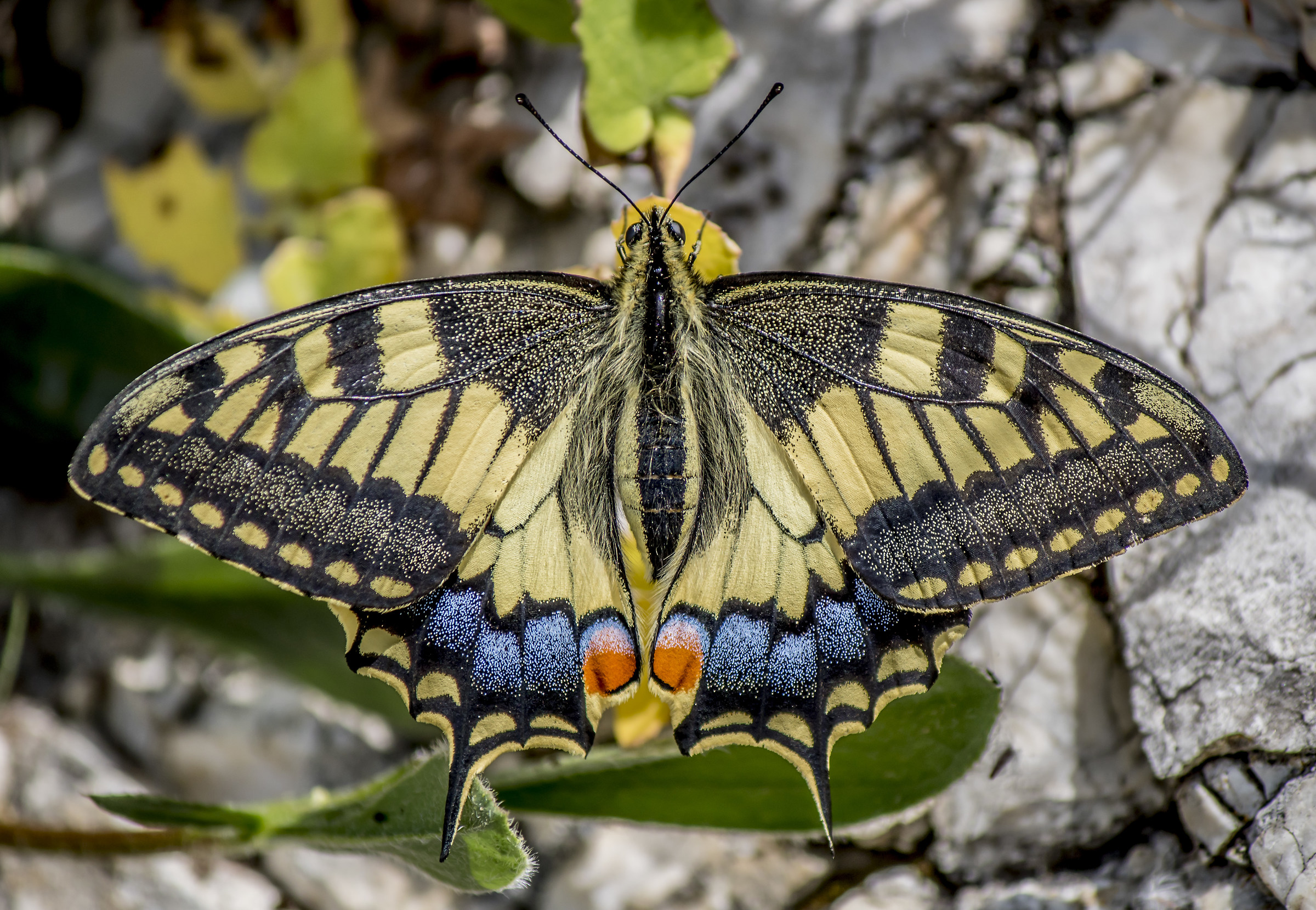 Papilio Machaon