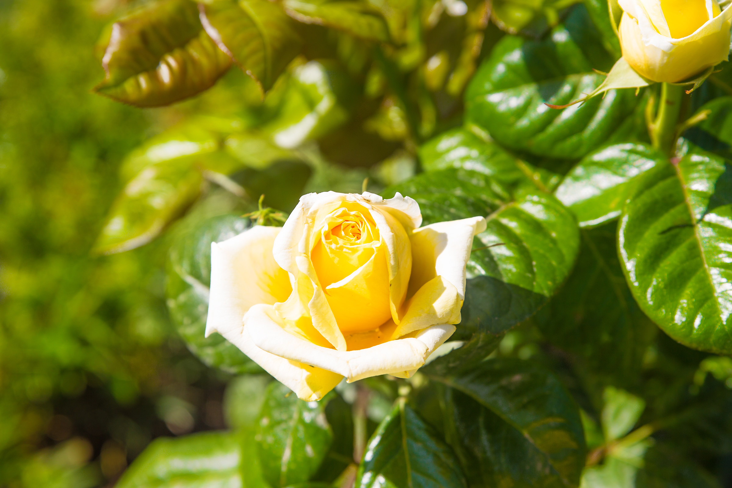 Rosa pulchra est... X