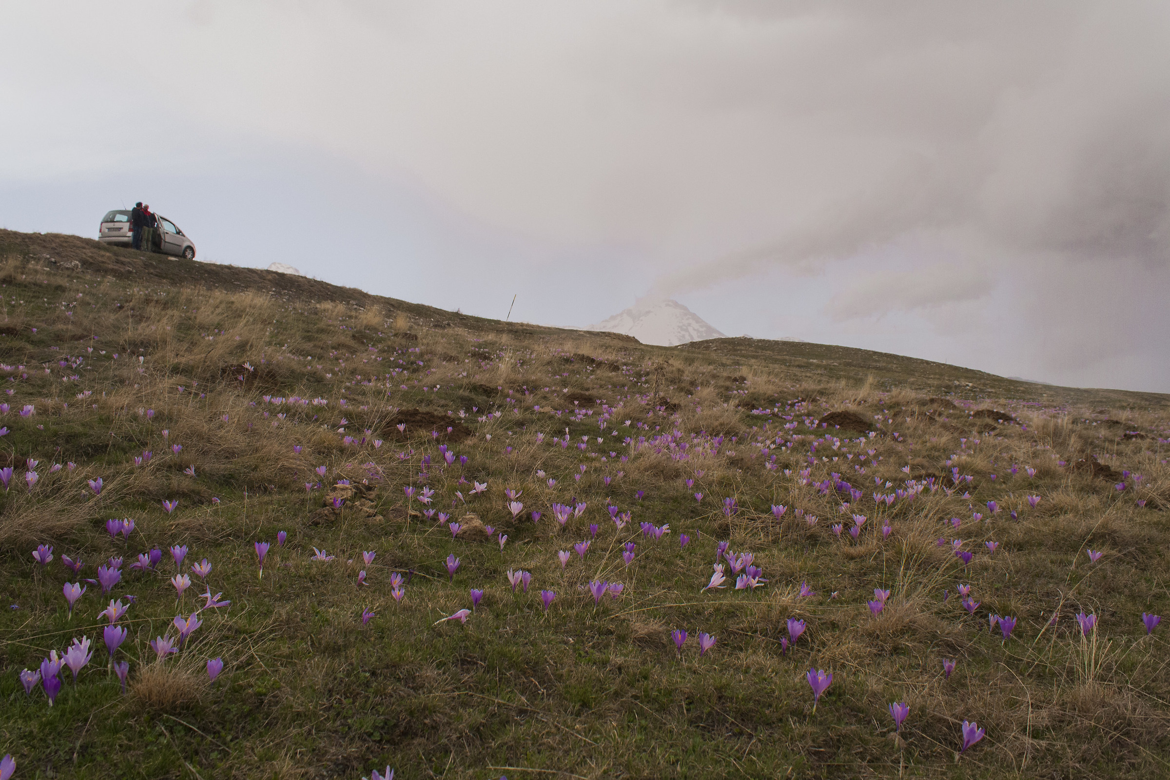 Crocuses and unusual kindness