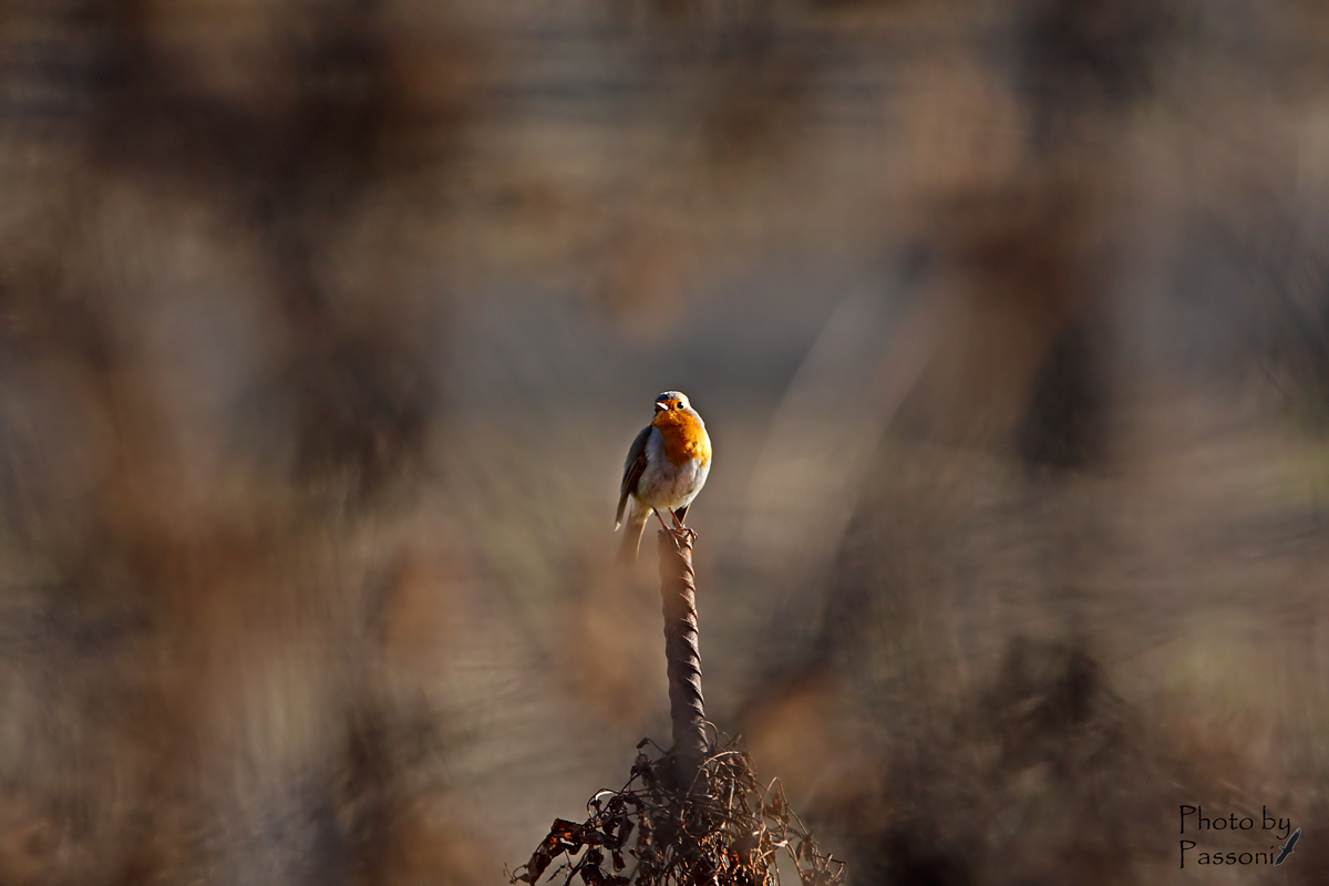 L'cchio del ciclone!