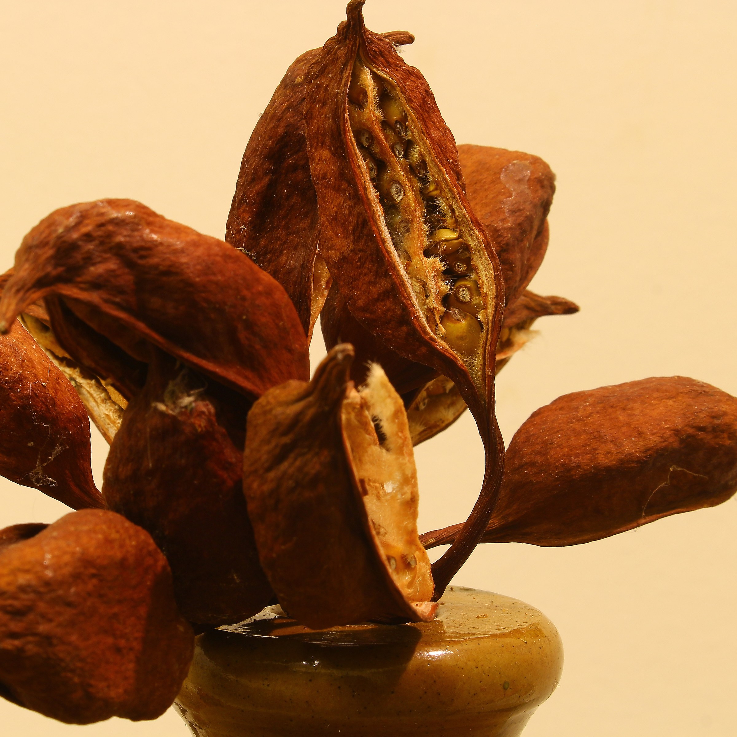 Indoor Sense Of Autumn