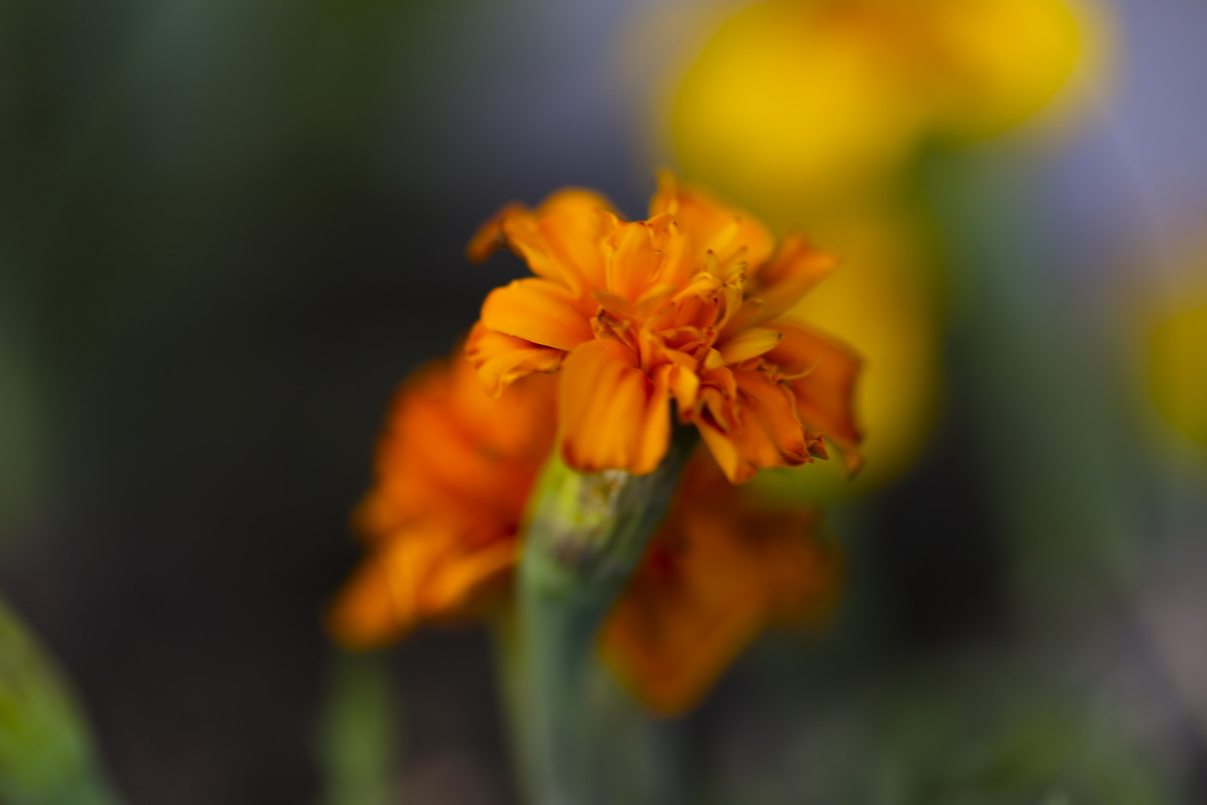Tagetes