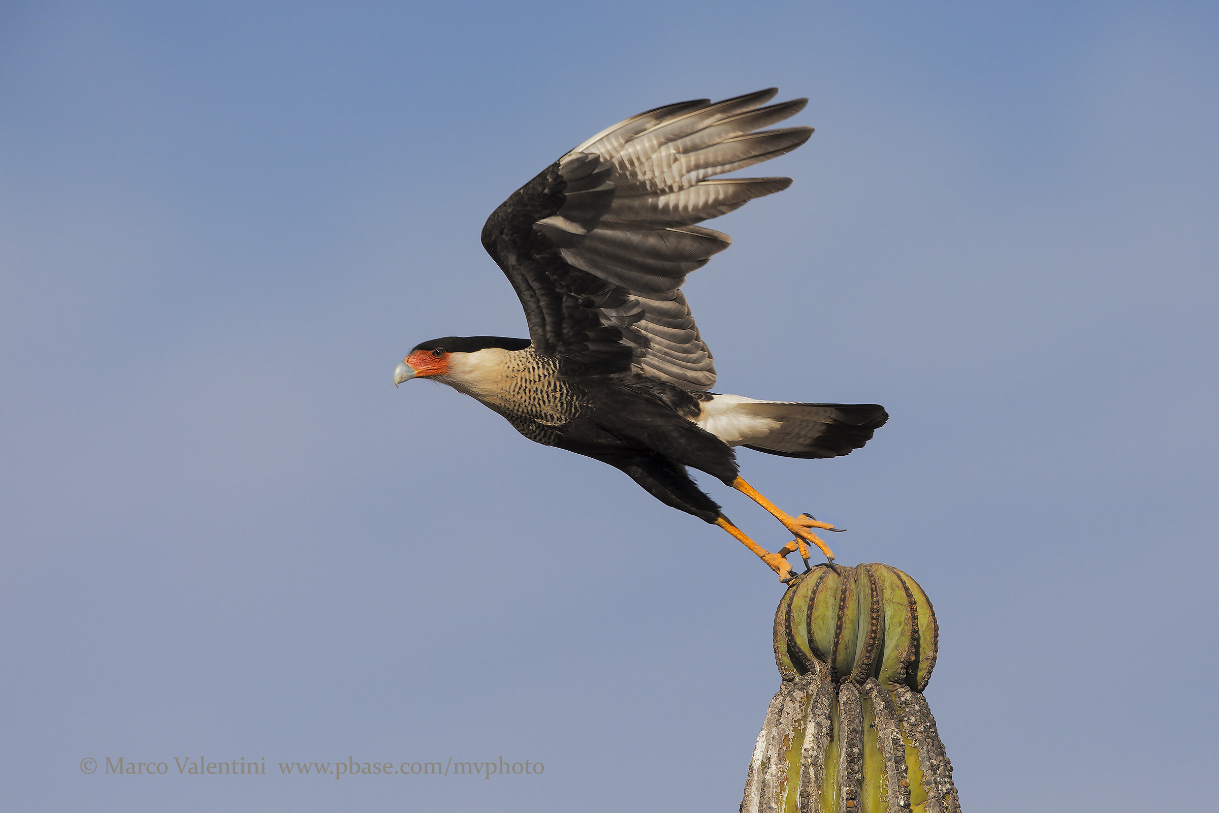 Caracara and cactus
