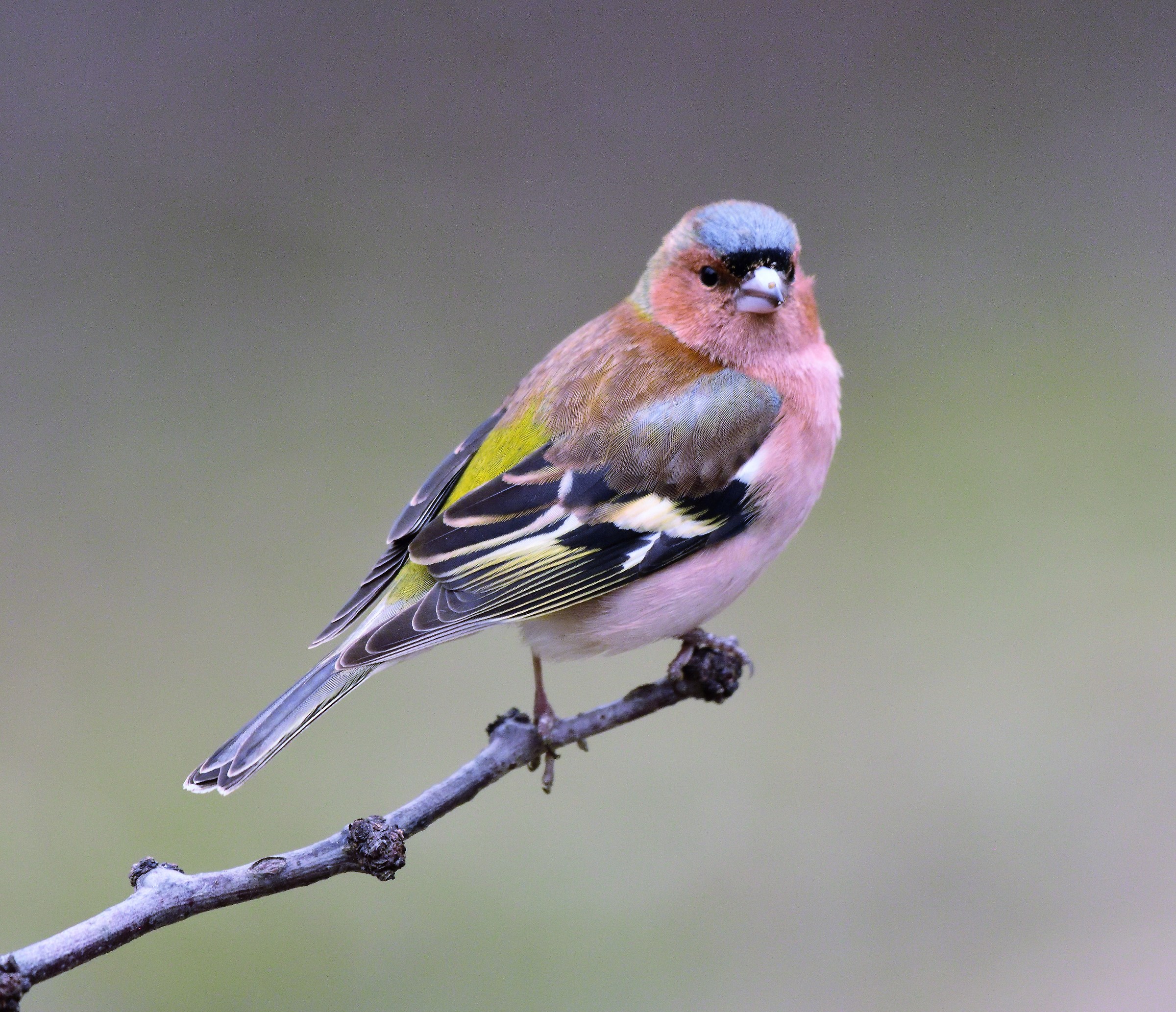 male chaffinch