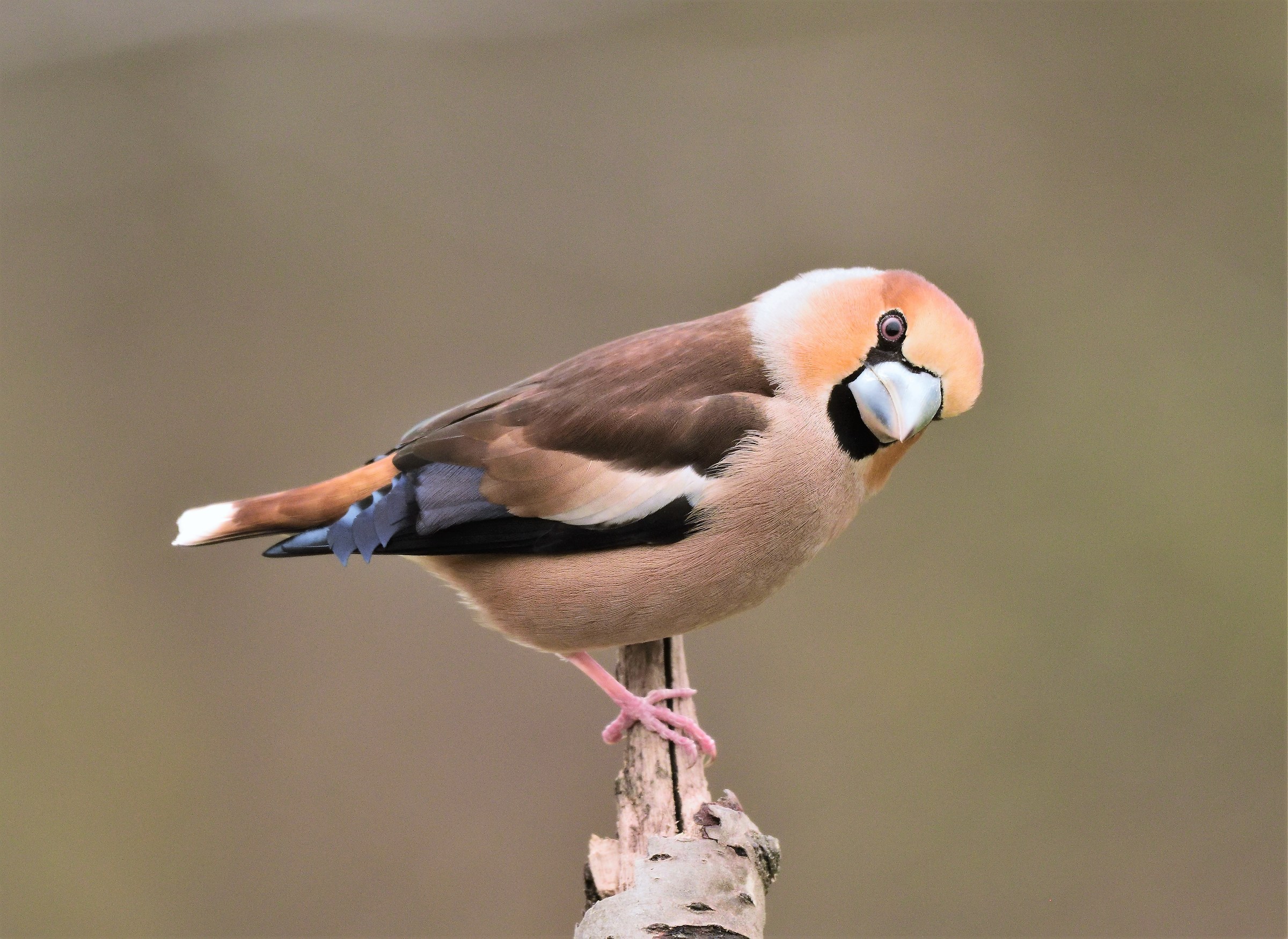 hawfinch male