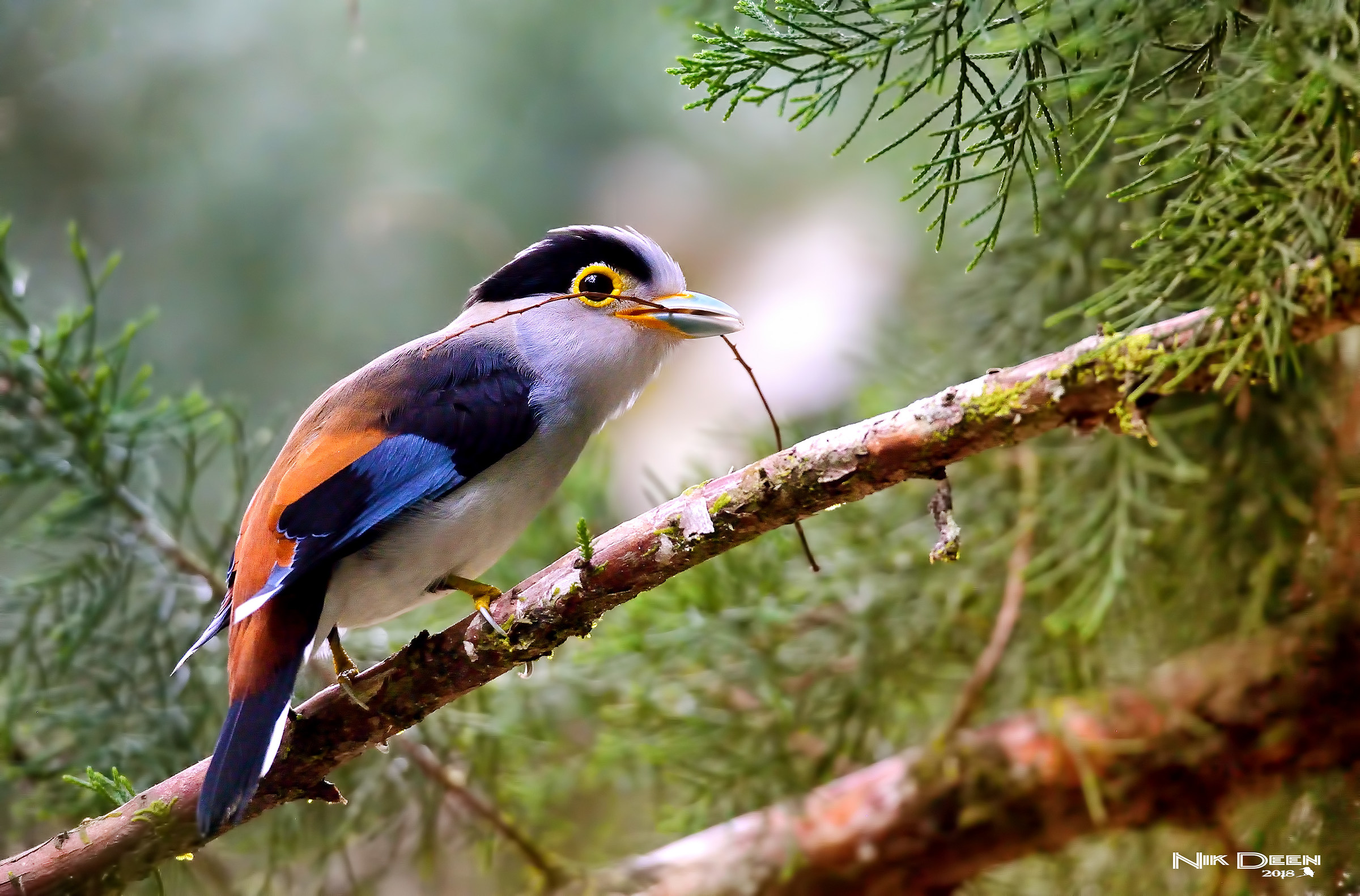 silver breasted broadbill