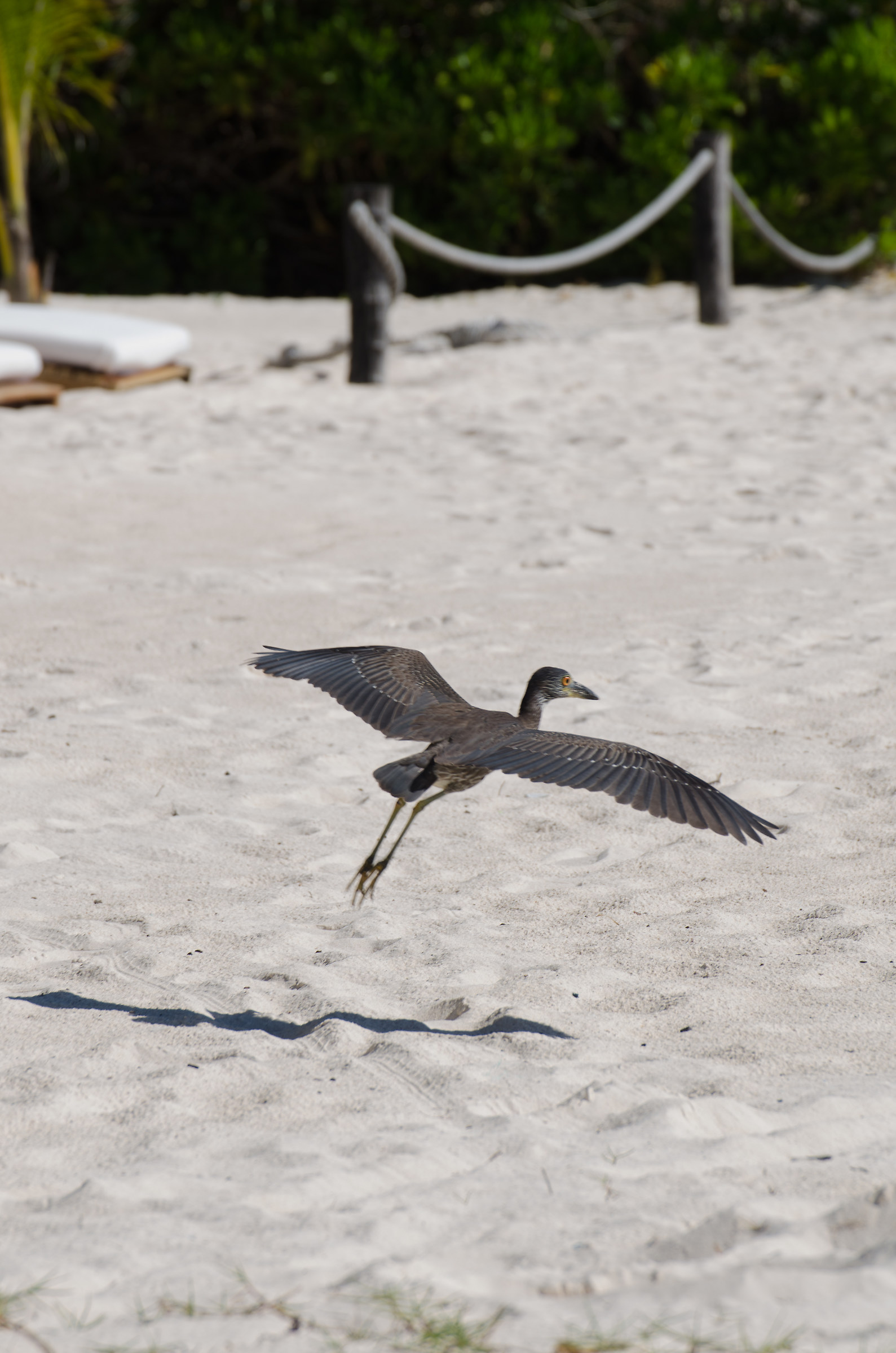 Beach bird