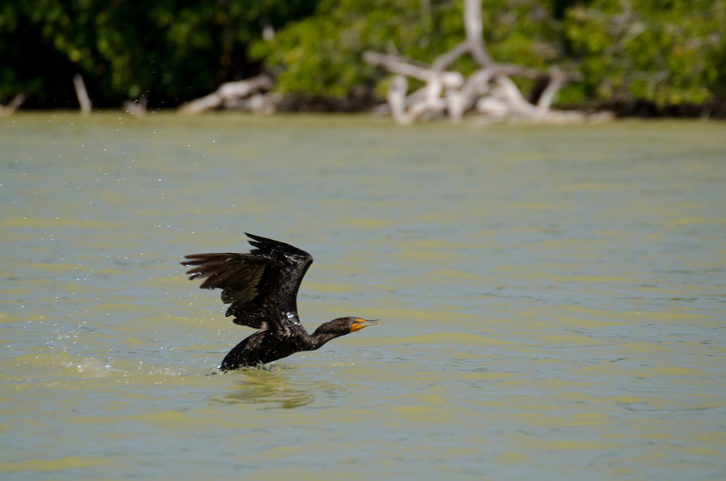 Cormorant