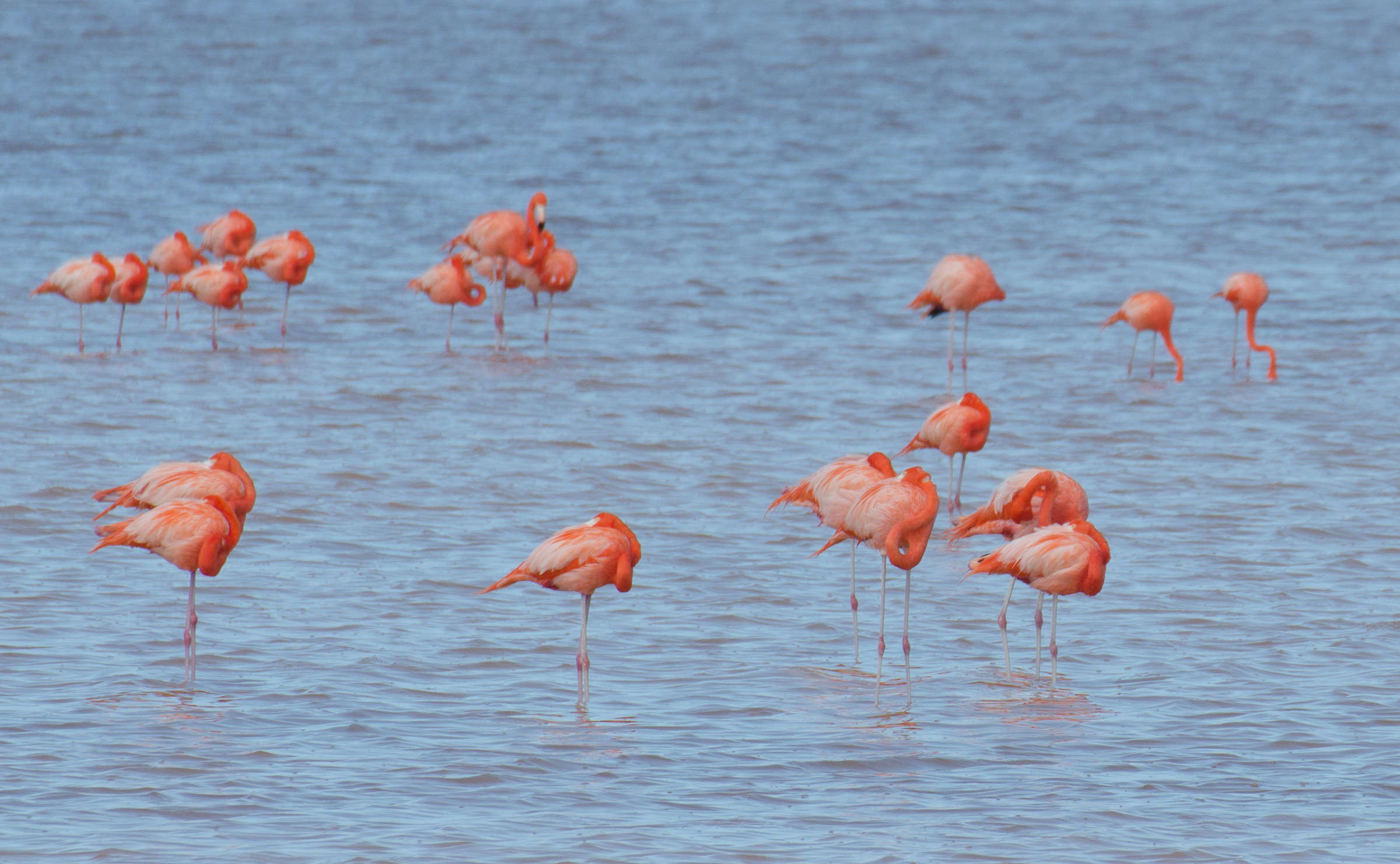 Flamingos