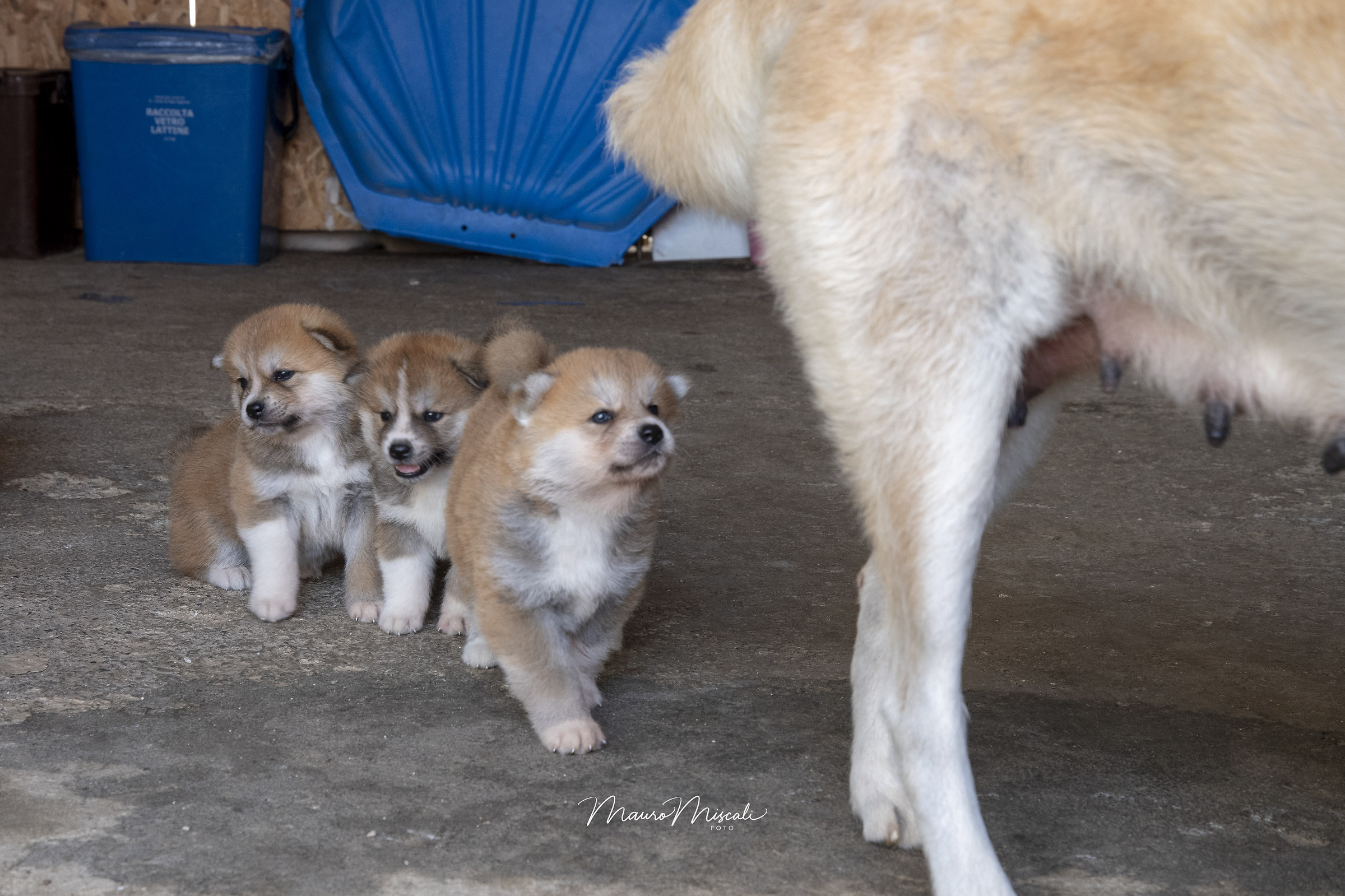 Siam tre piccoli fratellin ... ehm akitin