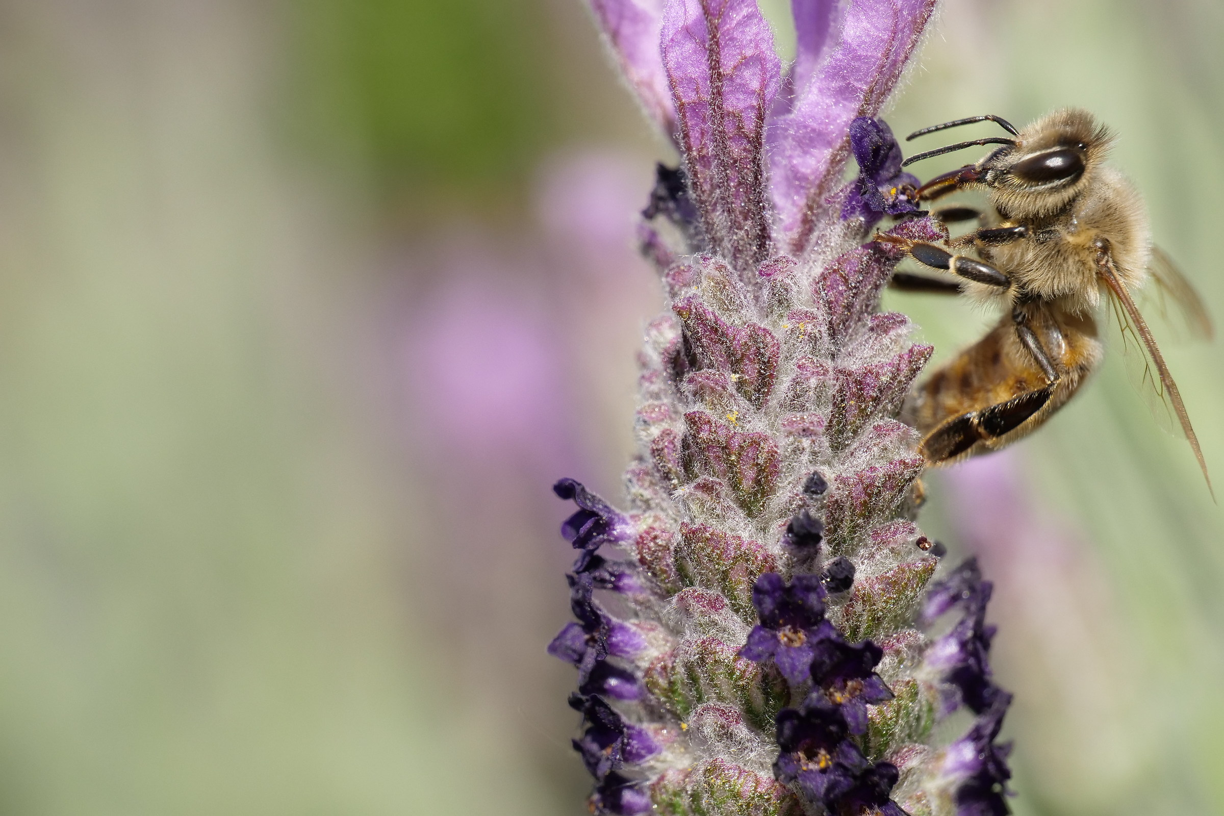 Bee Lavender