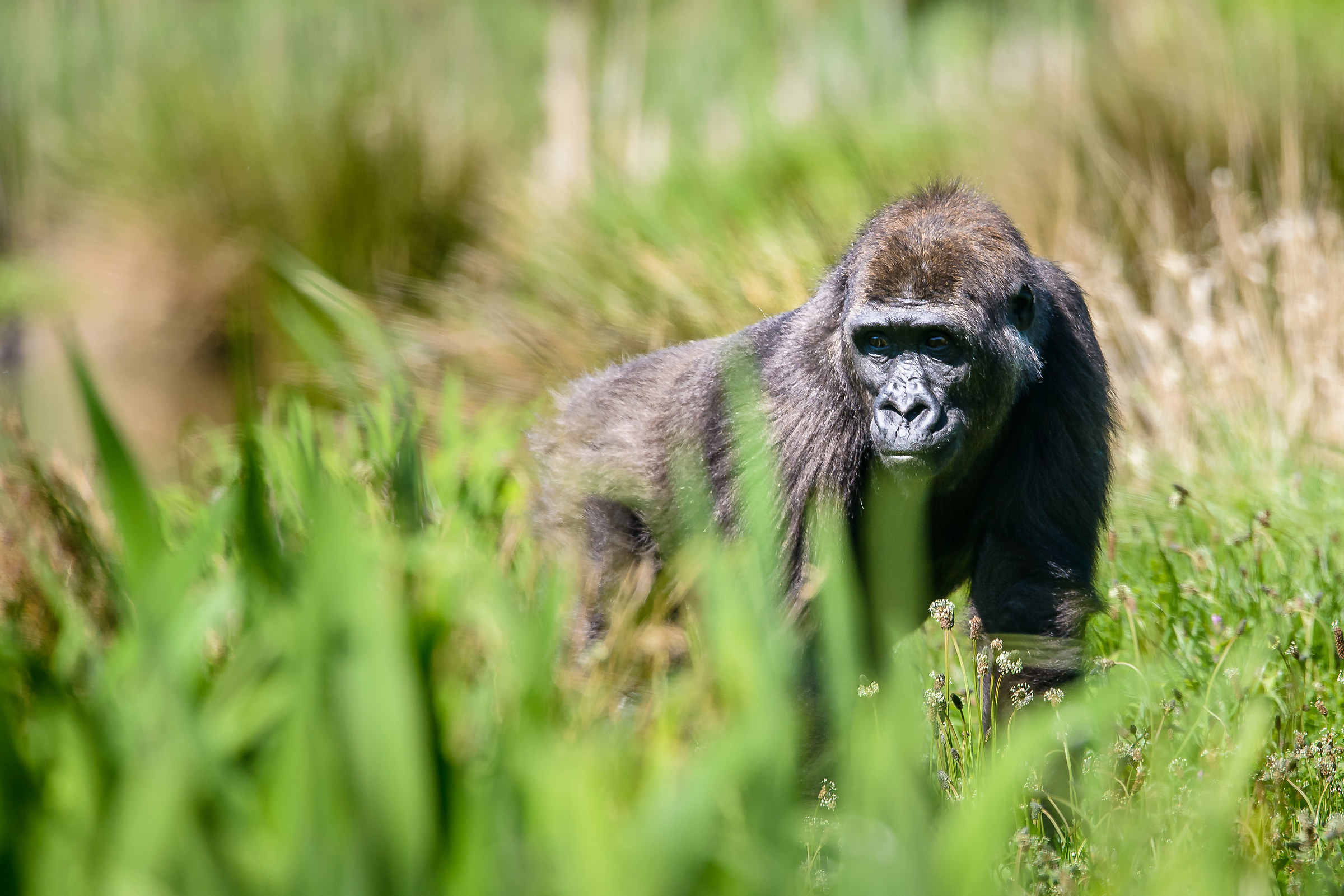 Western lowland gorilla