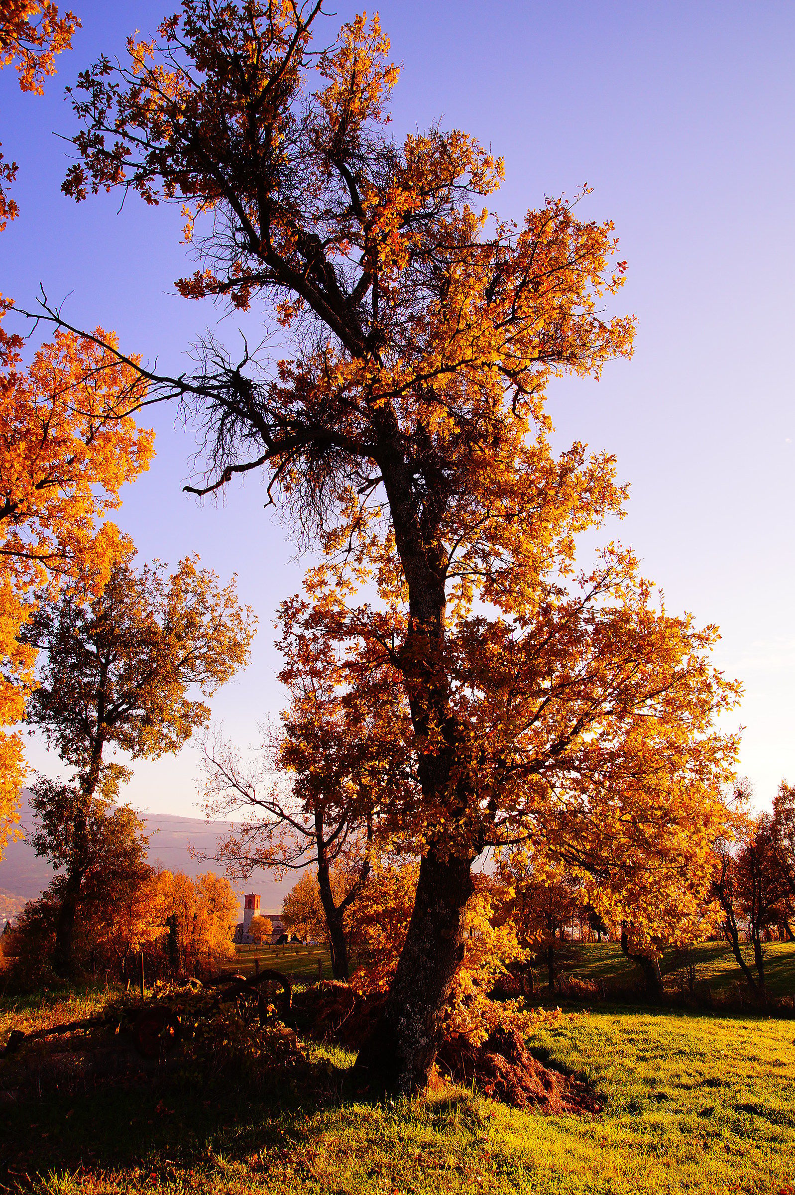 Albero nel Montefeltro