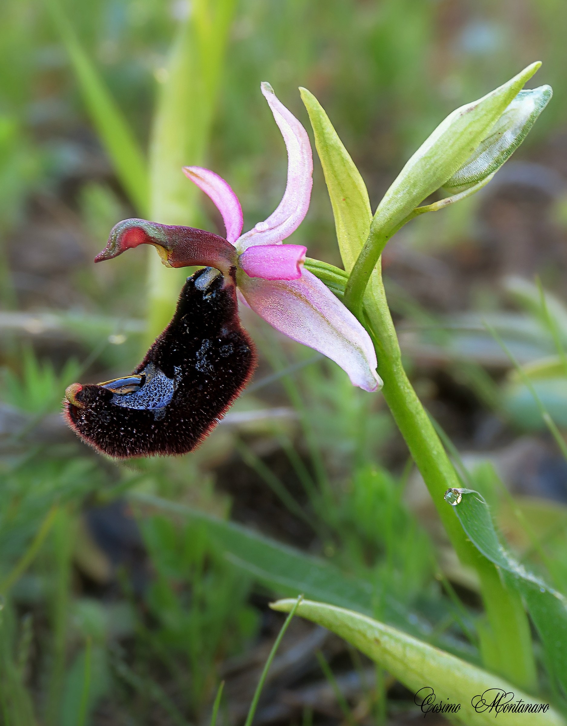 Ophrys bertolonii