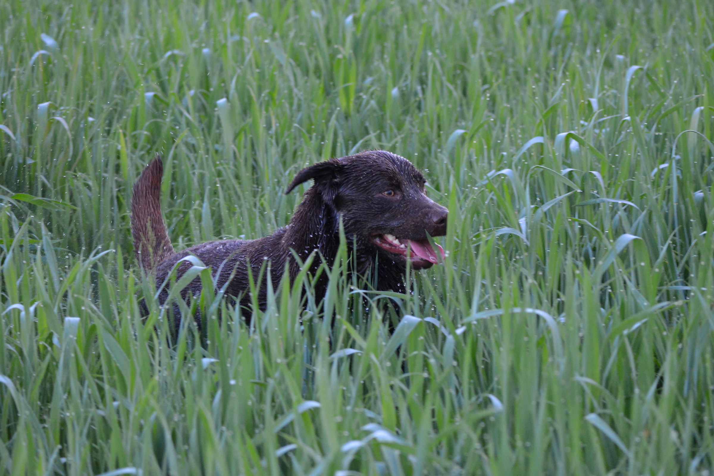 WET AND HUNGRY LABRADOR